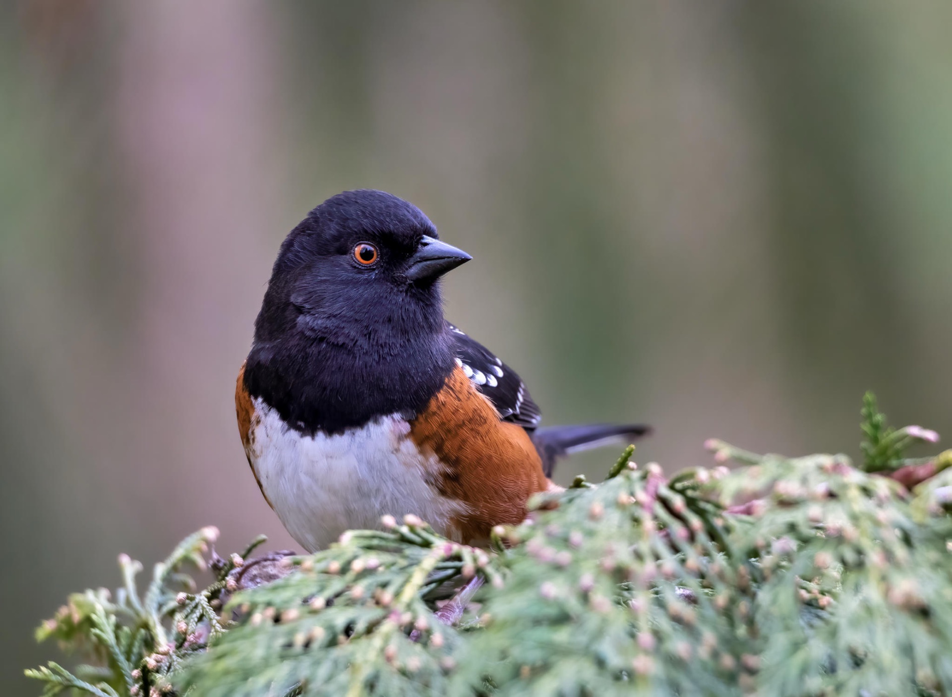 Spotted Towhee