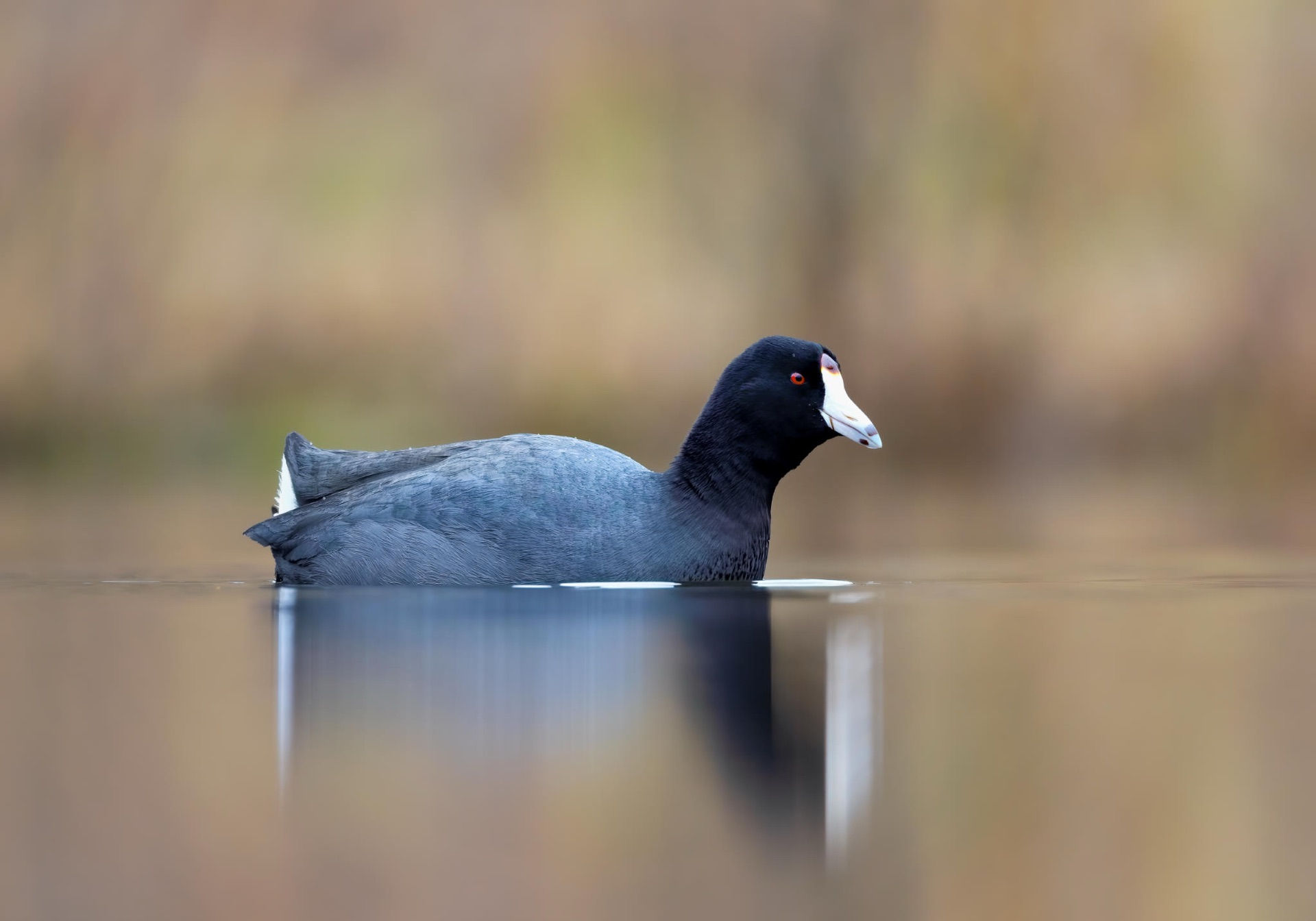 American Coot