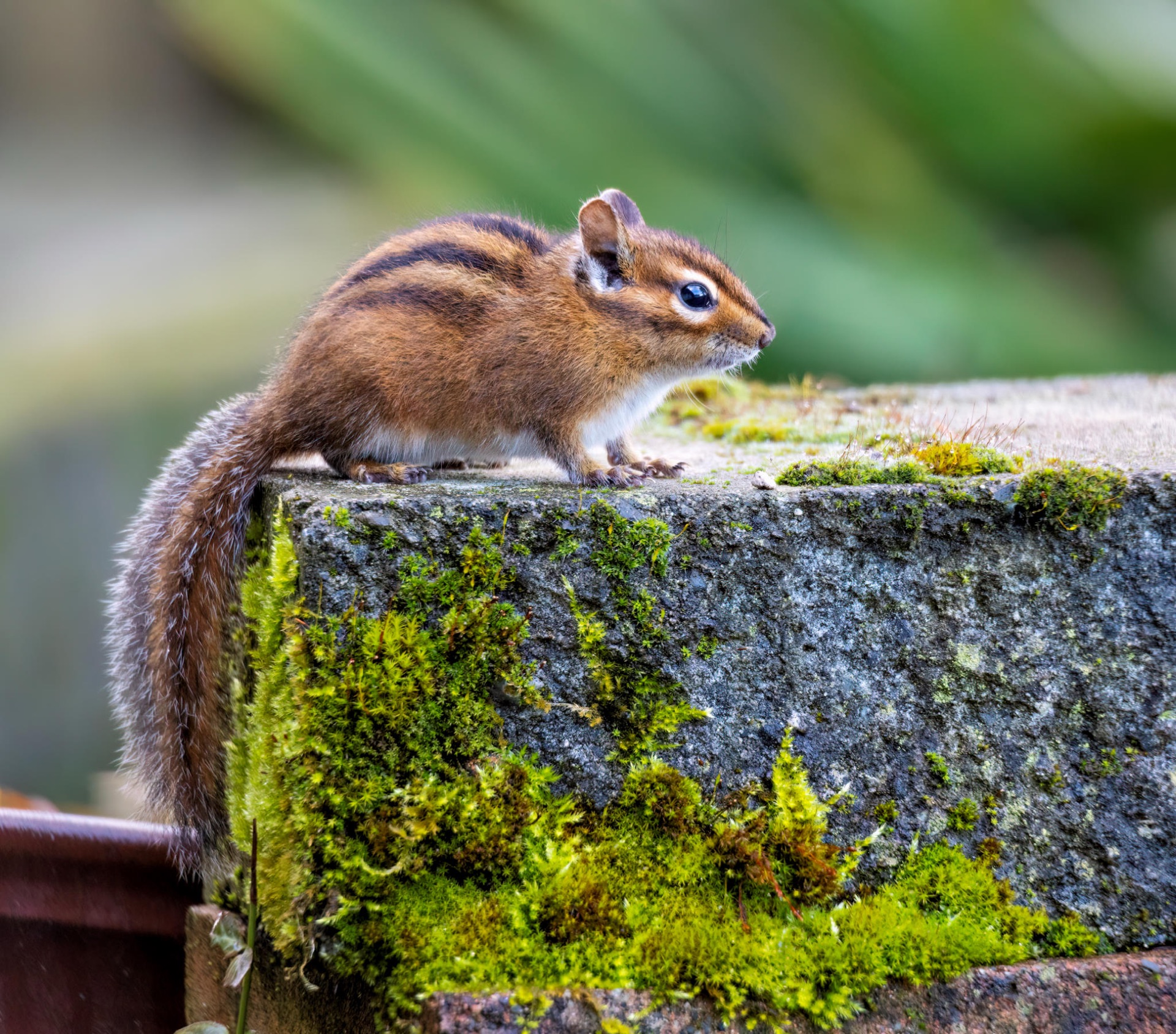 Townsend's Chipmunk