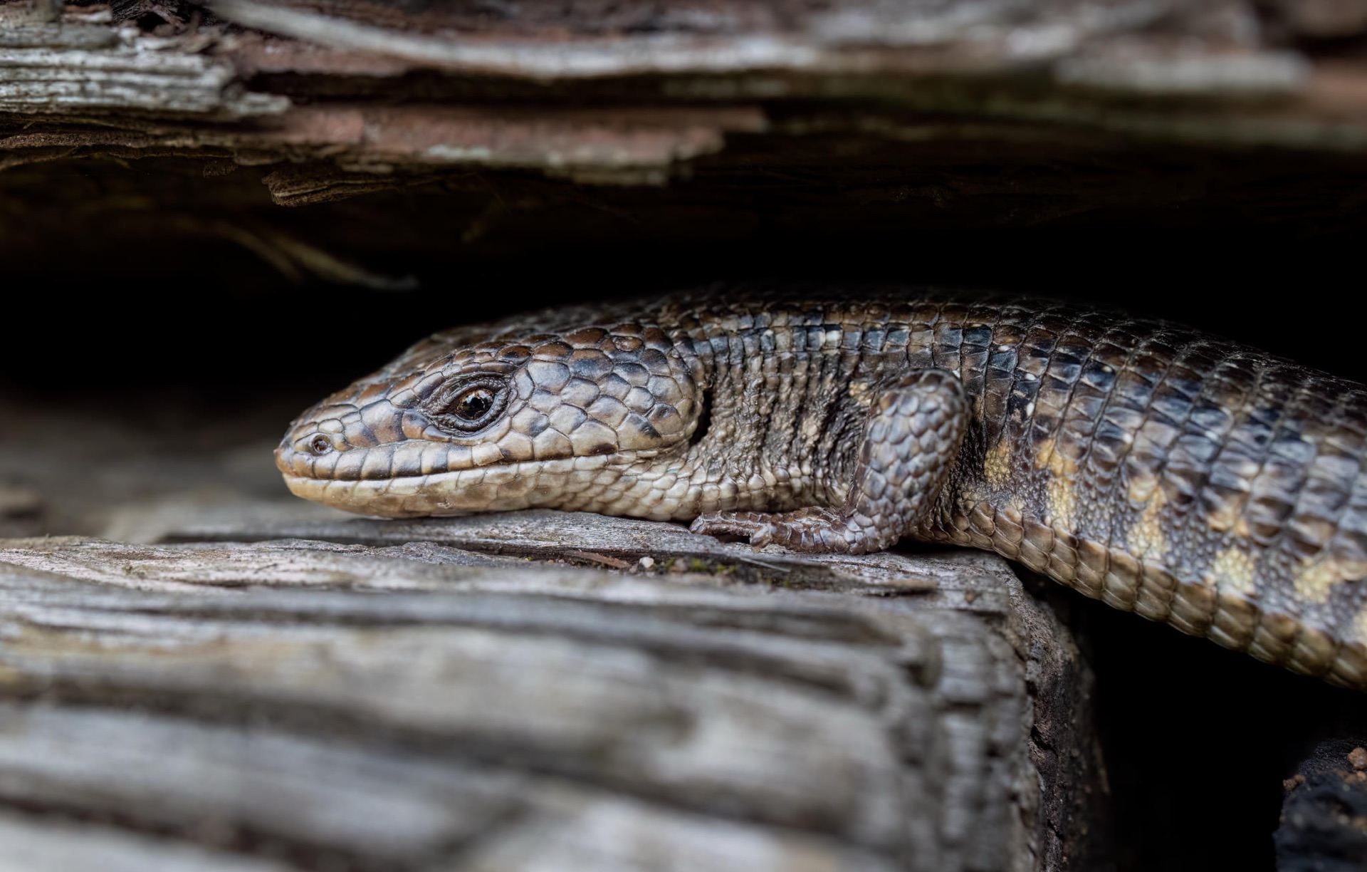 Northern Alligator Lizard