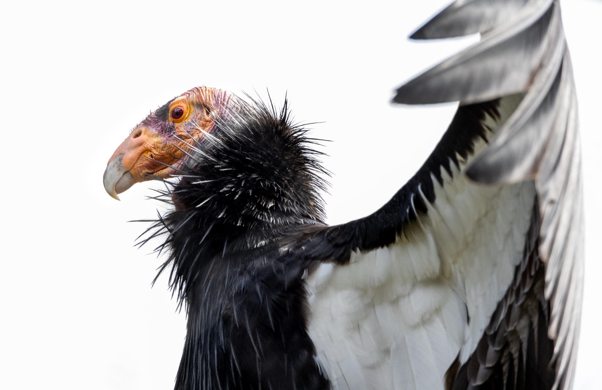 California Condor (Zoo)