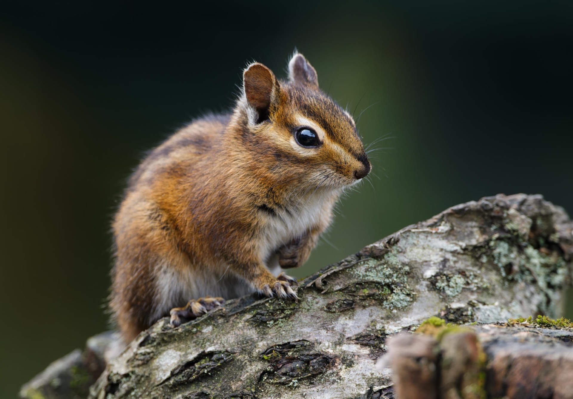 Townsend's Chipmunk