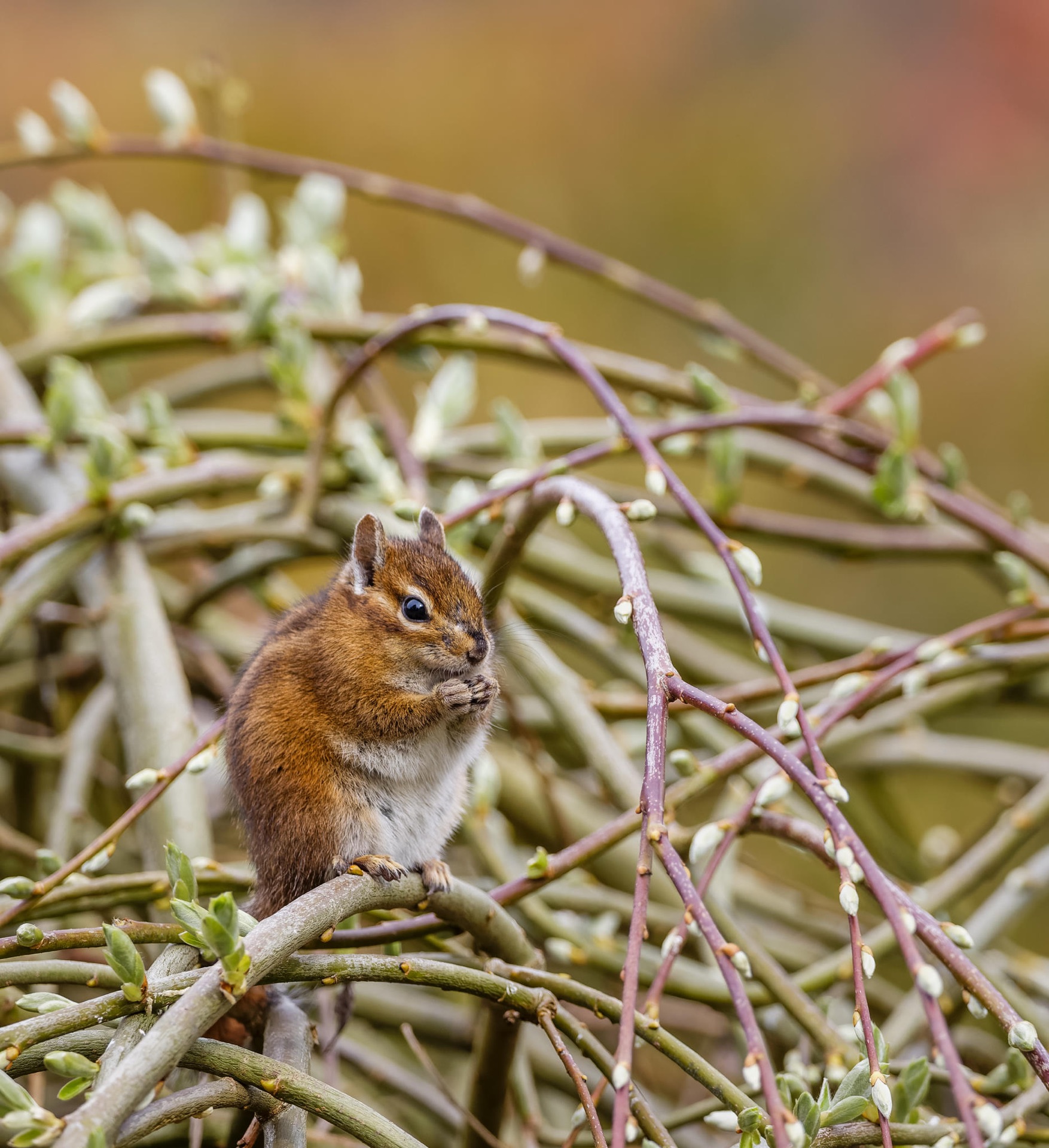 Townsend's Chipmunk