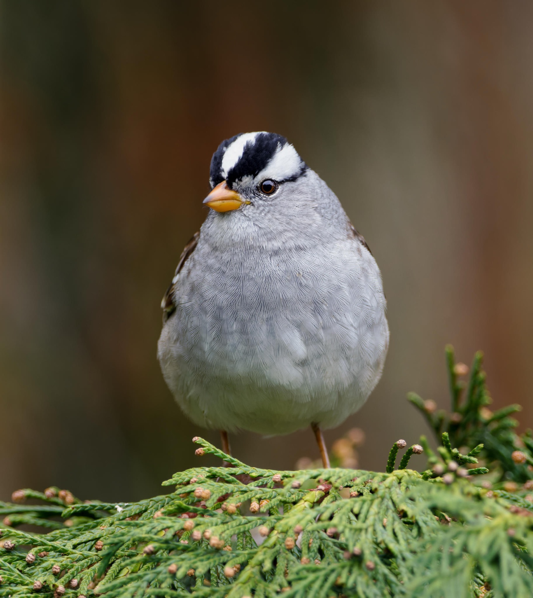 White-crowned Sparrow