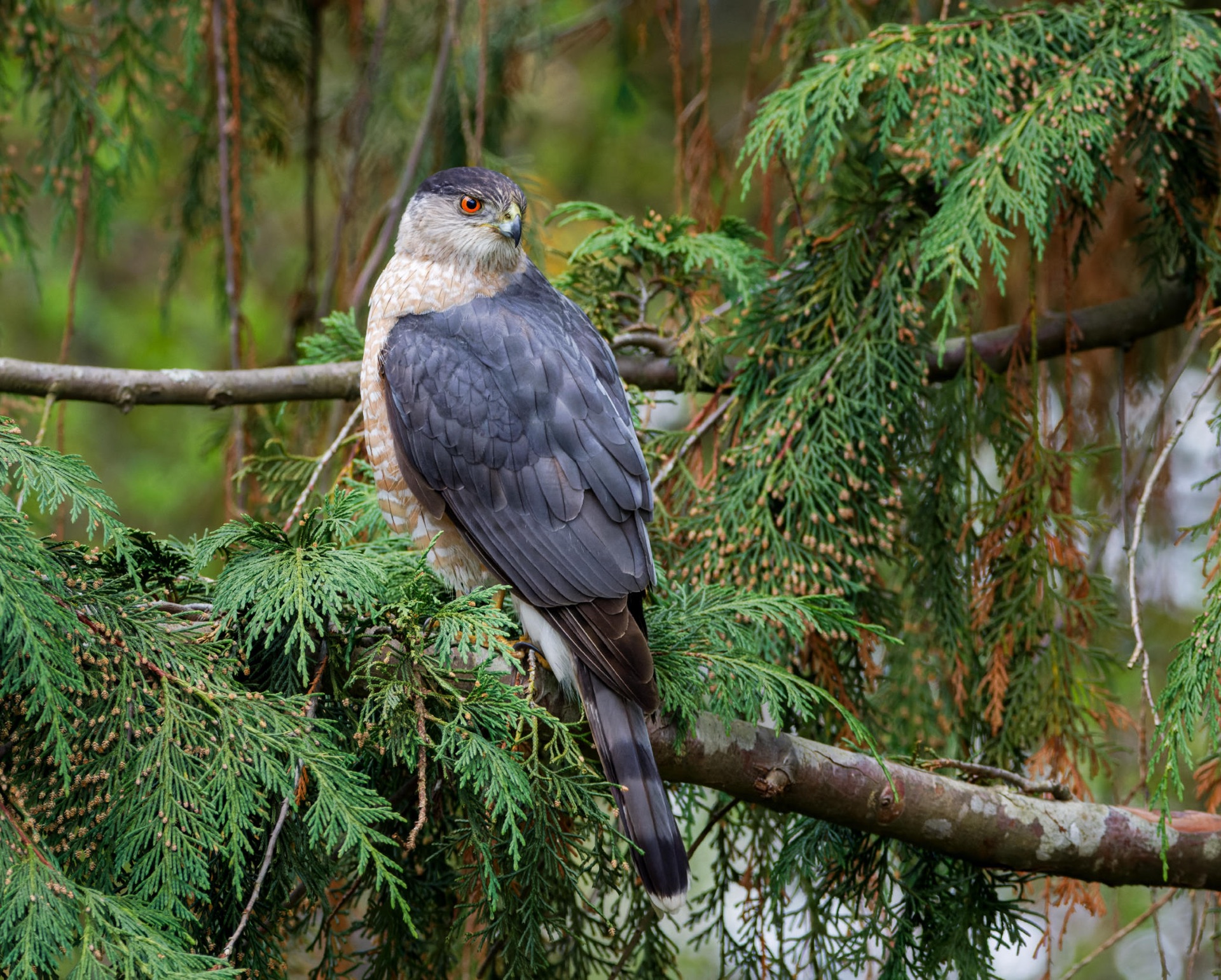 Cooper's Hawk