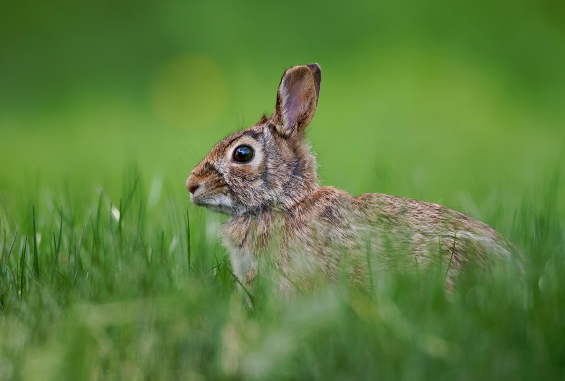 Eastern Cottontail