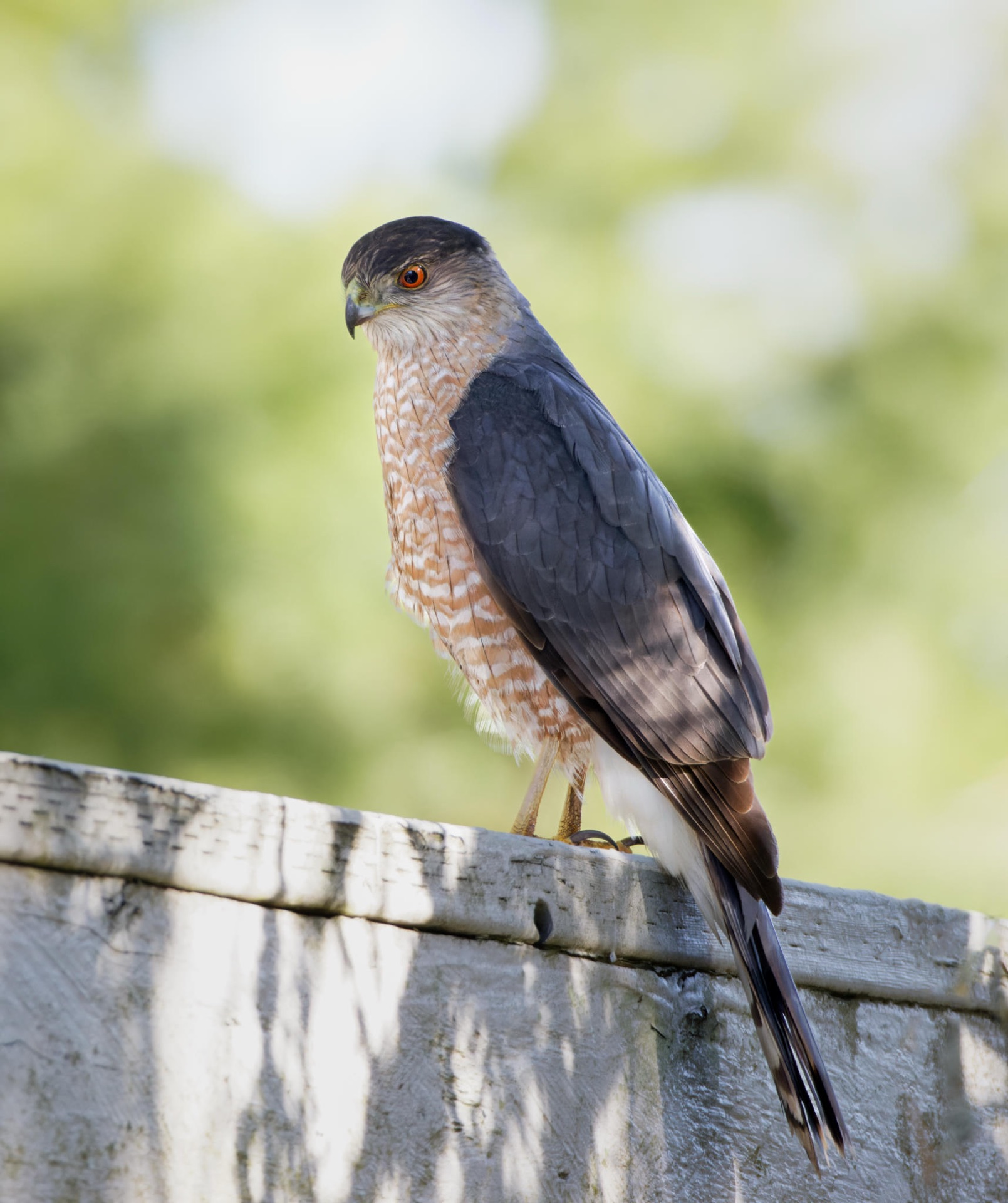 Cooper's Hawk