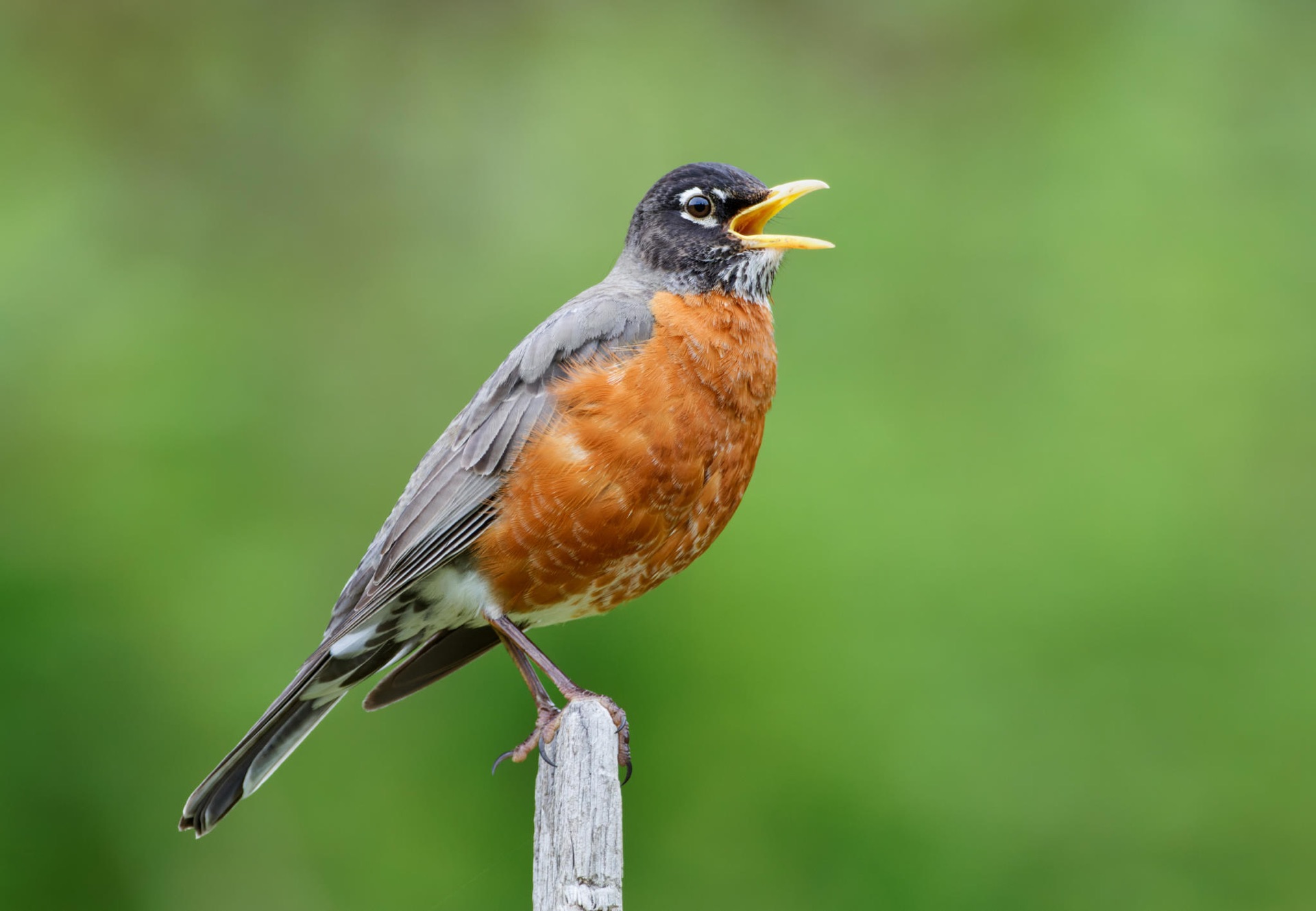 American Robin