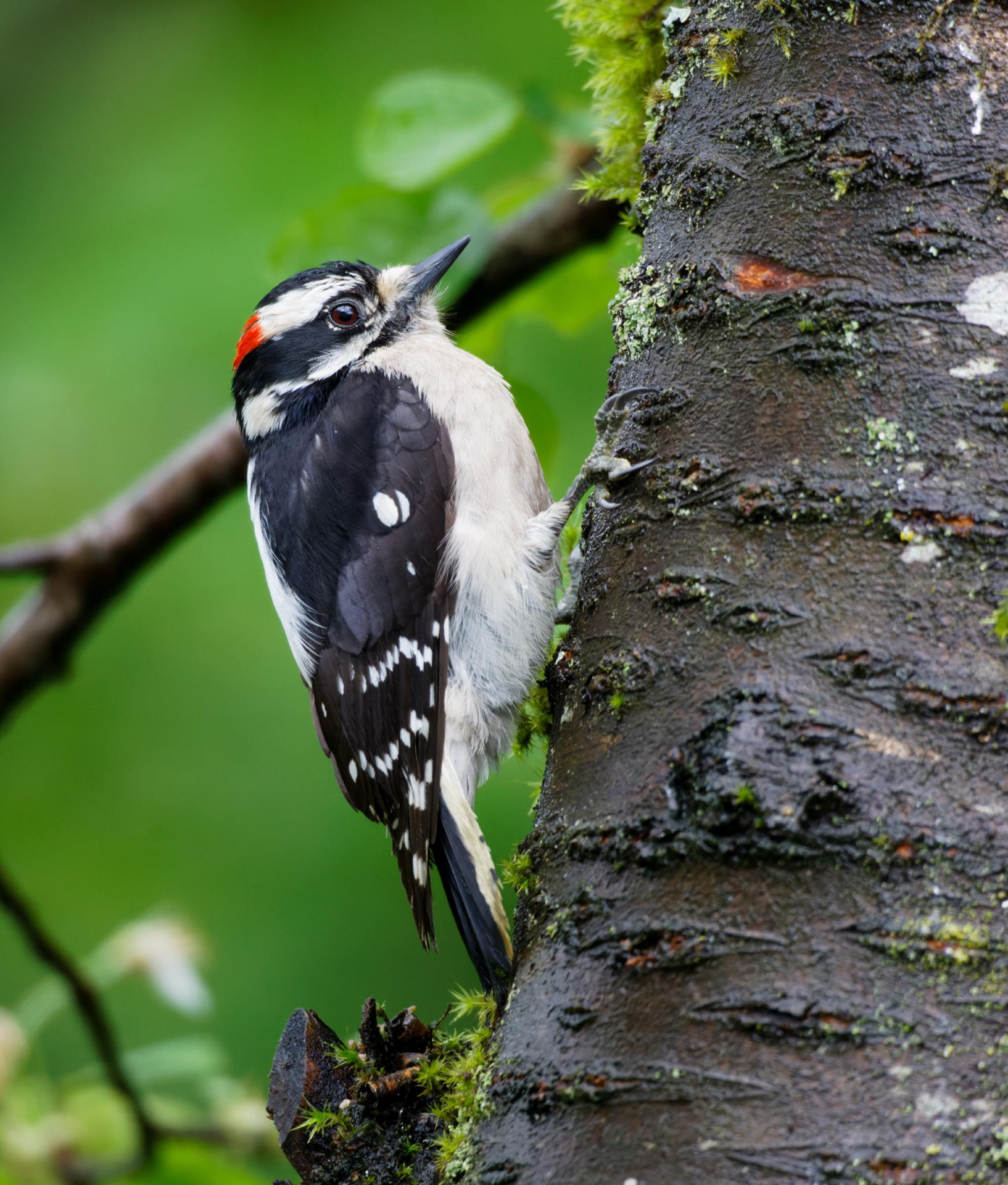 Downy Woodpecker