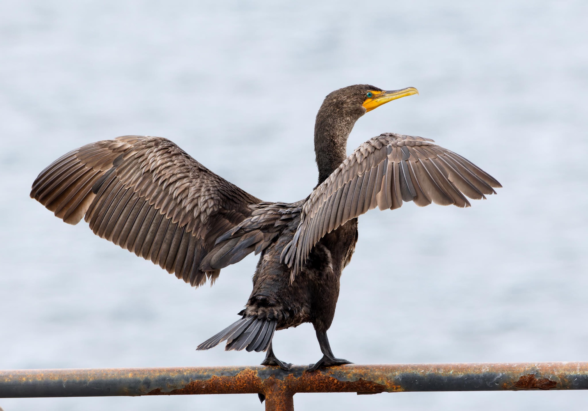Double-crested Cormorant