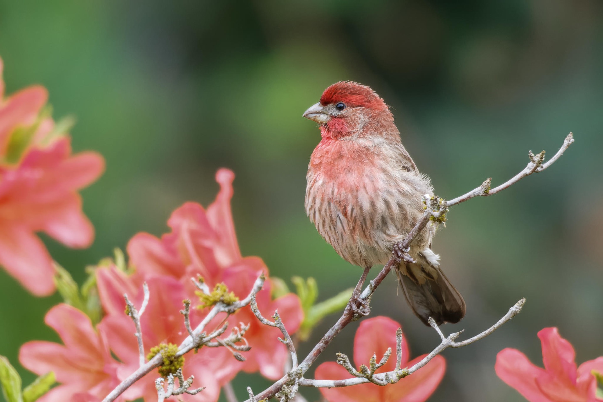 House Finch