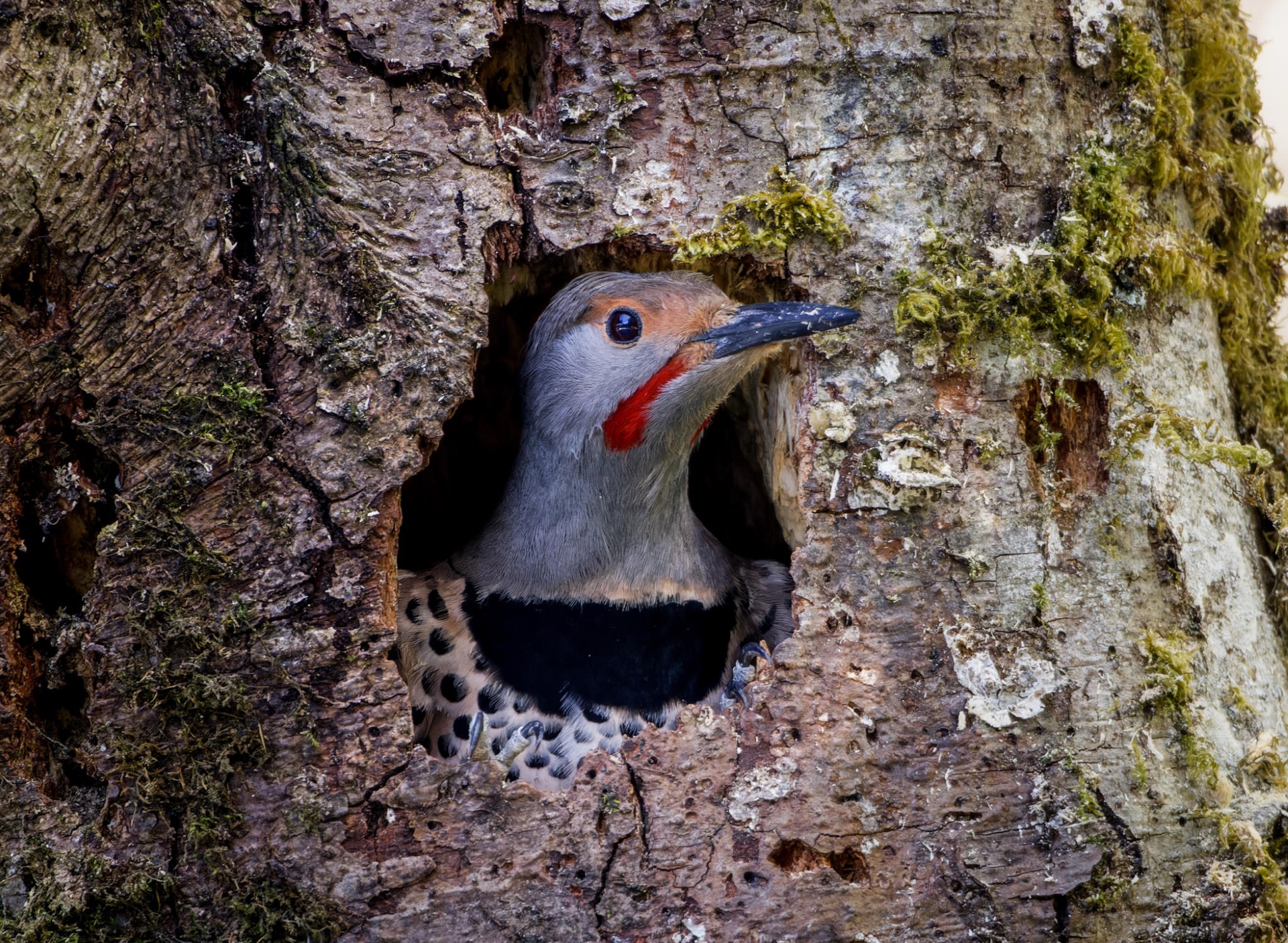 Northern Flicker
