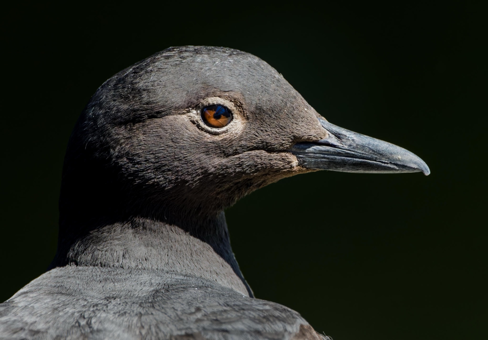 Pigeon Guillemot