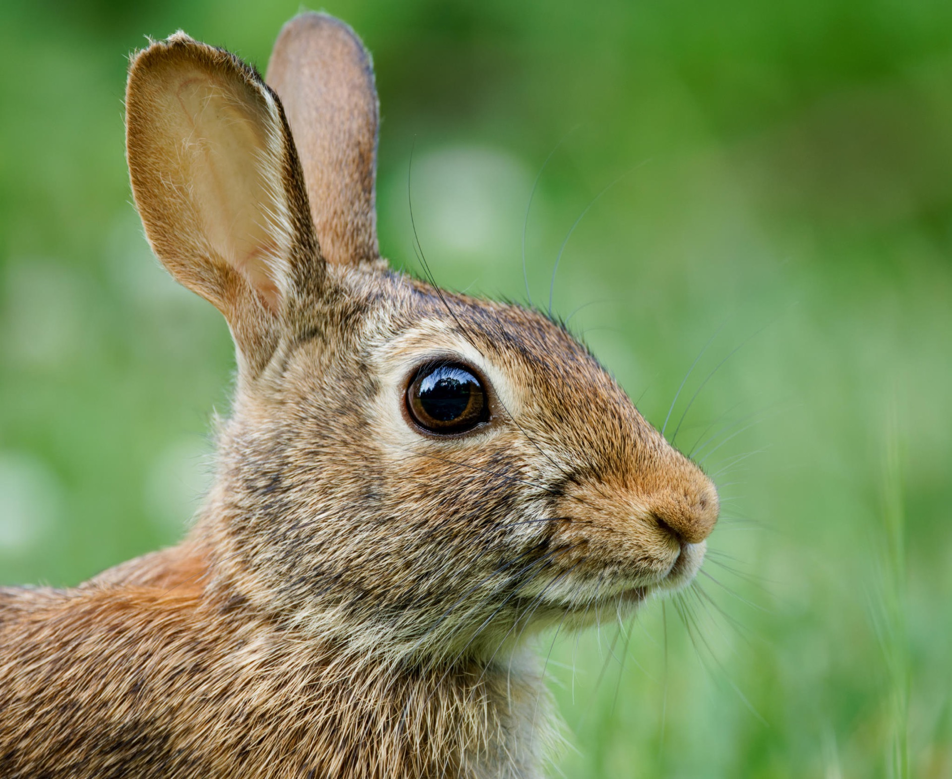 Eastern Cottontail