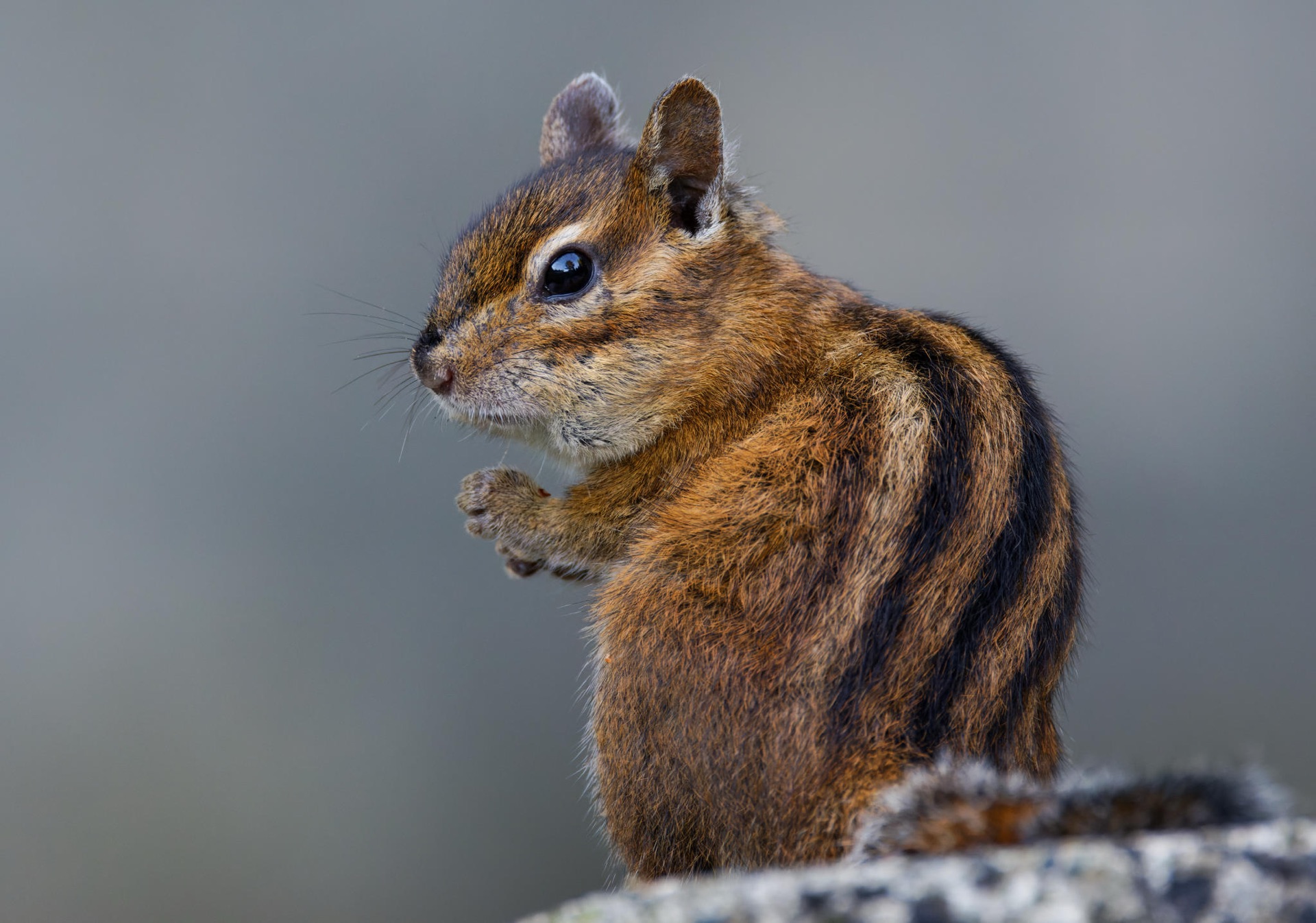 Townsend's Chipmunk