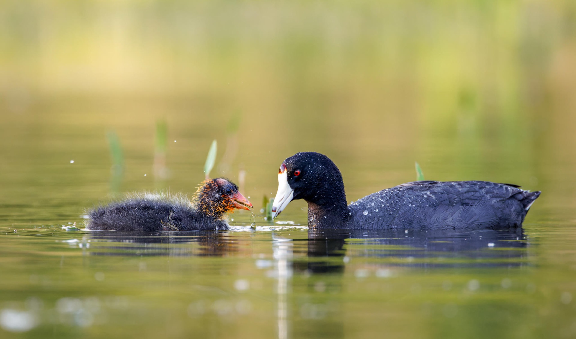 American Coot