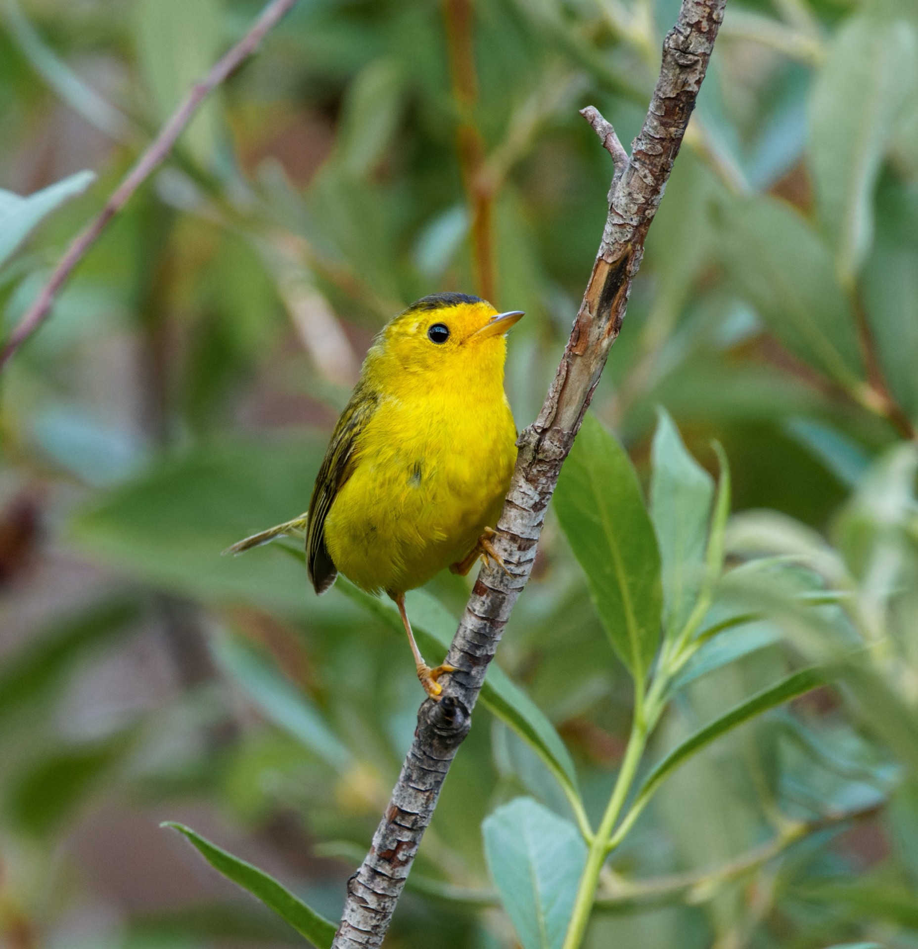 Wilson's Warbler