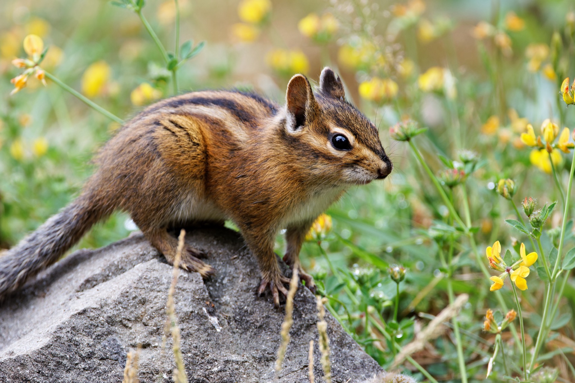 Townsend's Chipmunk