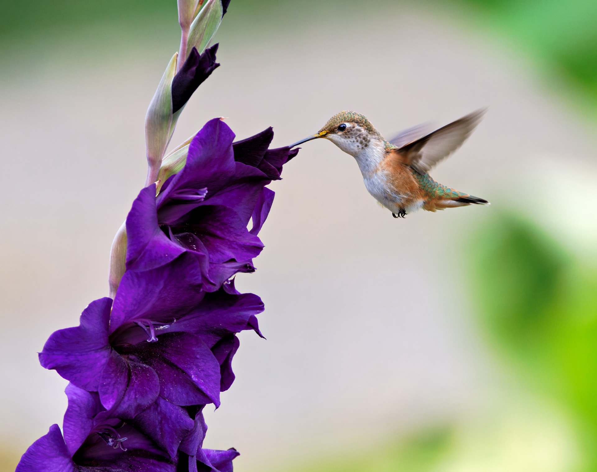 Rufous Hummingbird