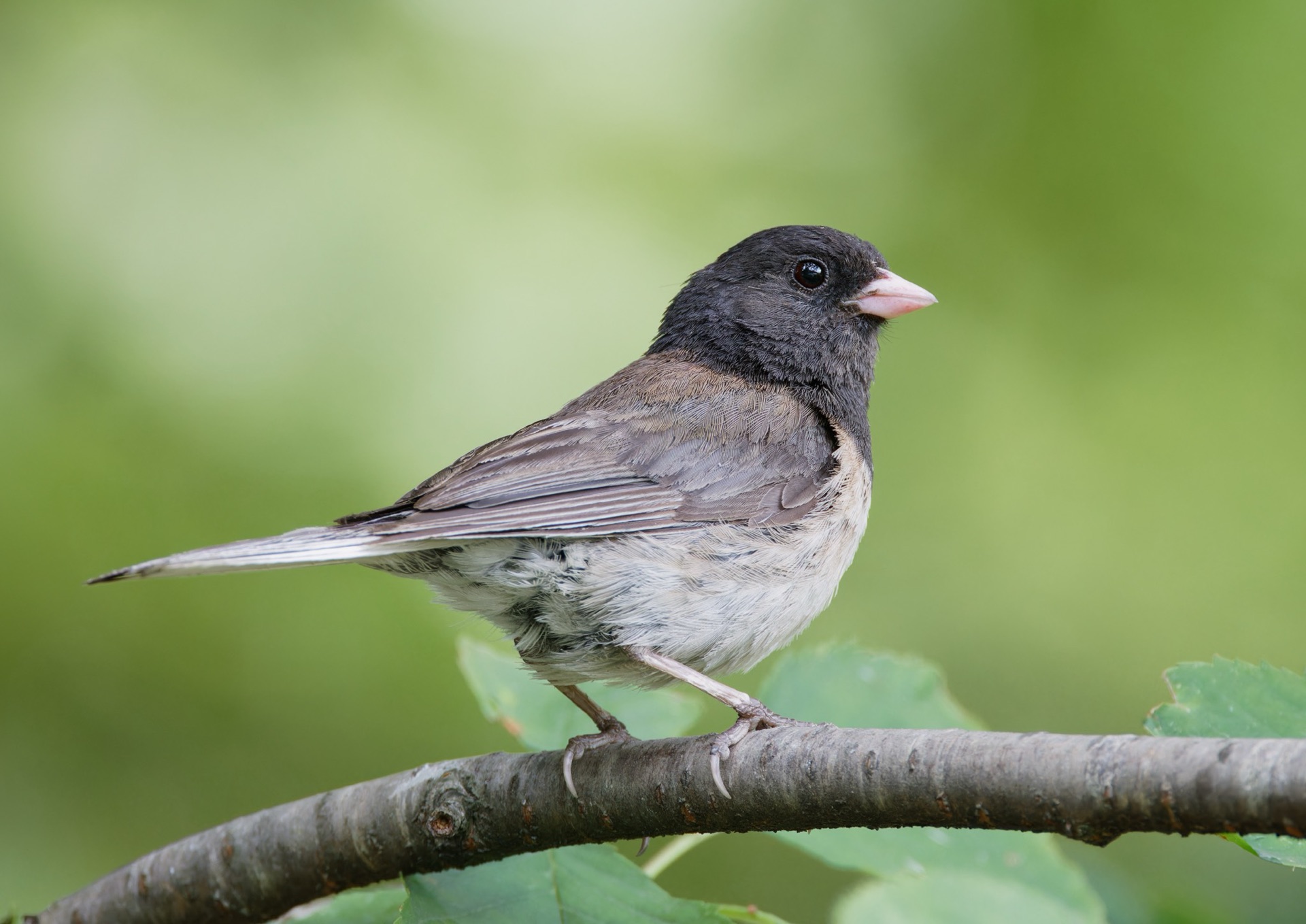 Dark-eyed Junco