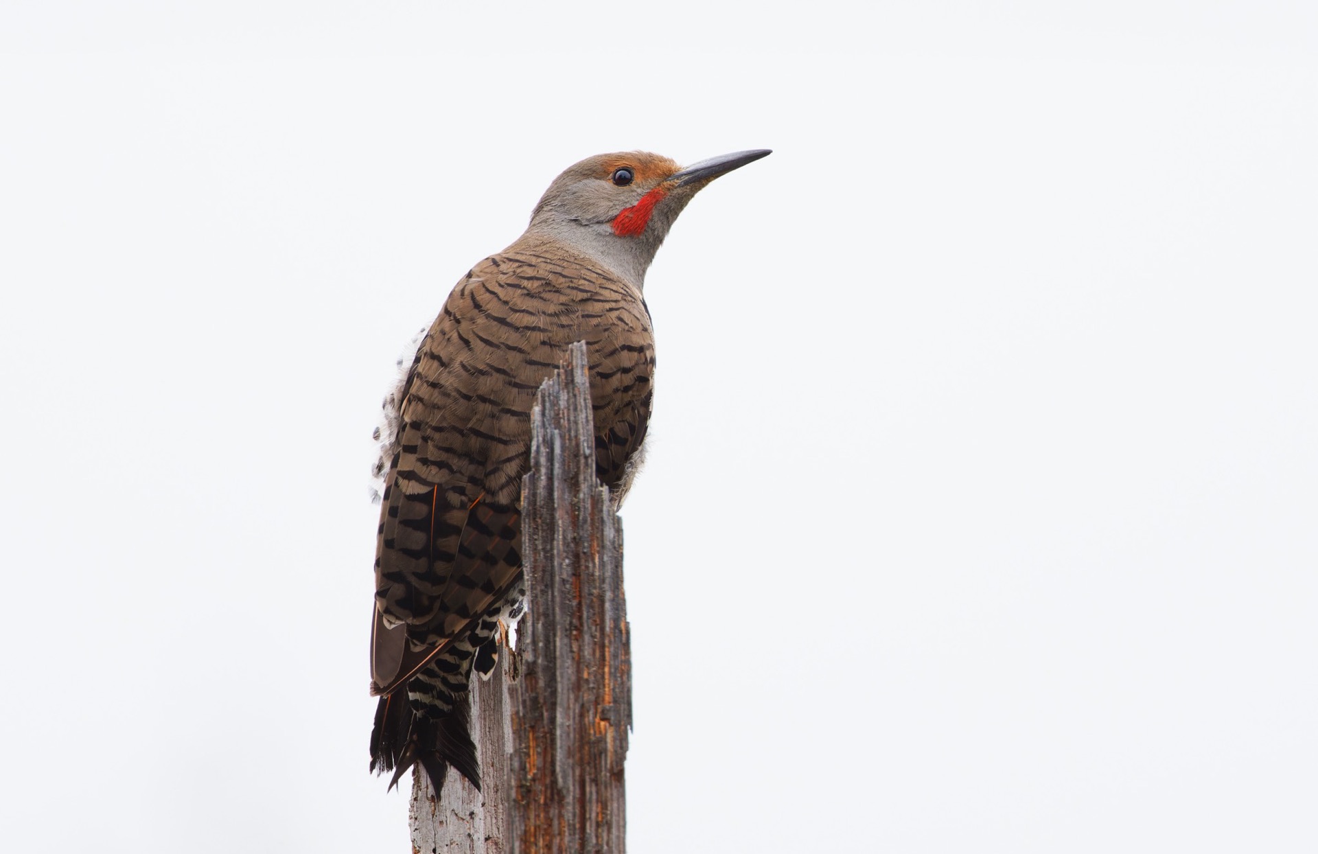Northern Flicker