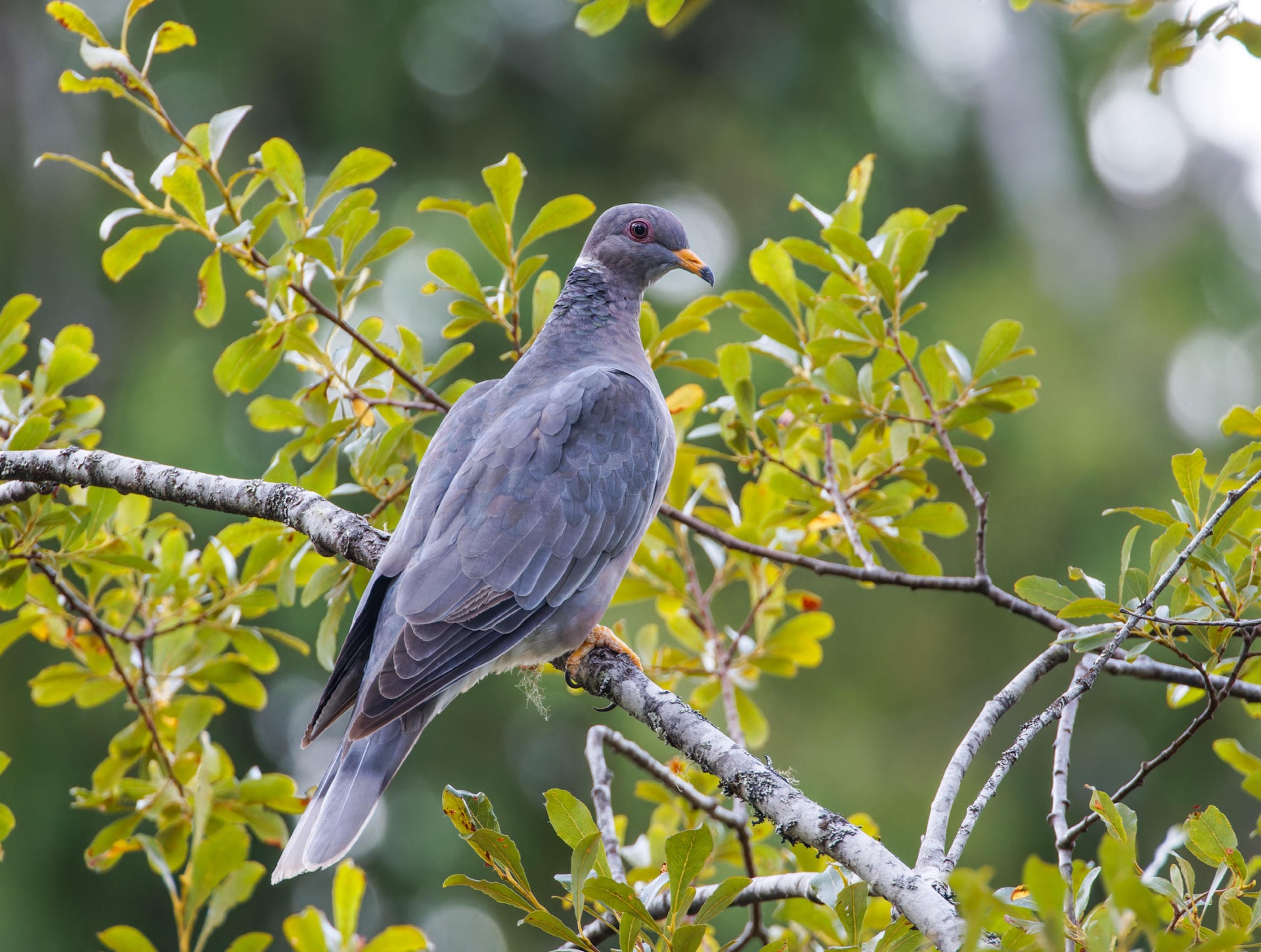 Band-tailed Pigeon