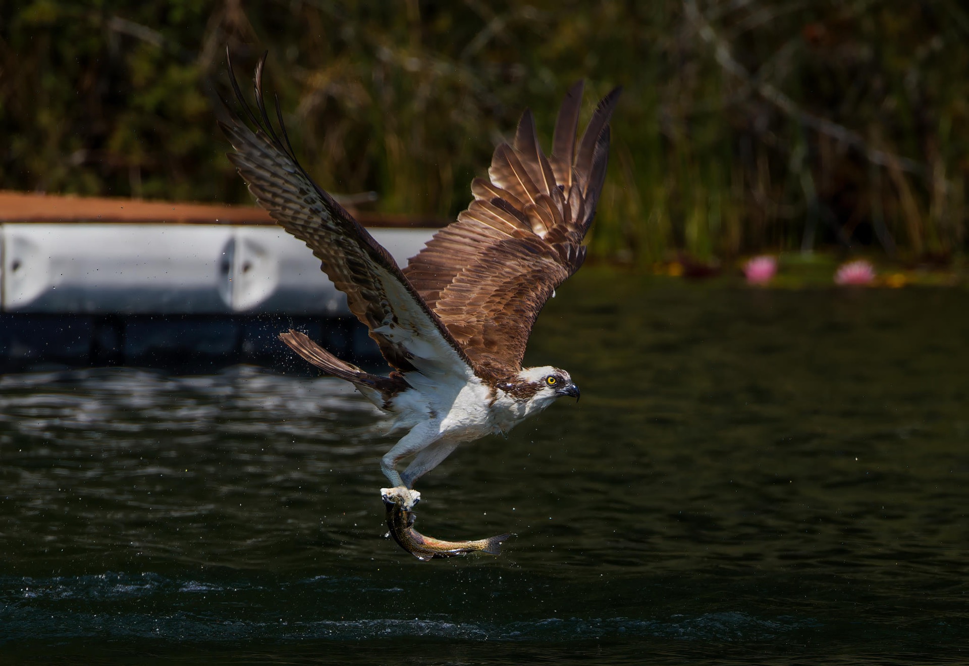 Osprey
