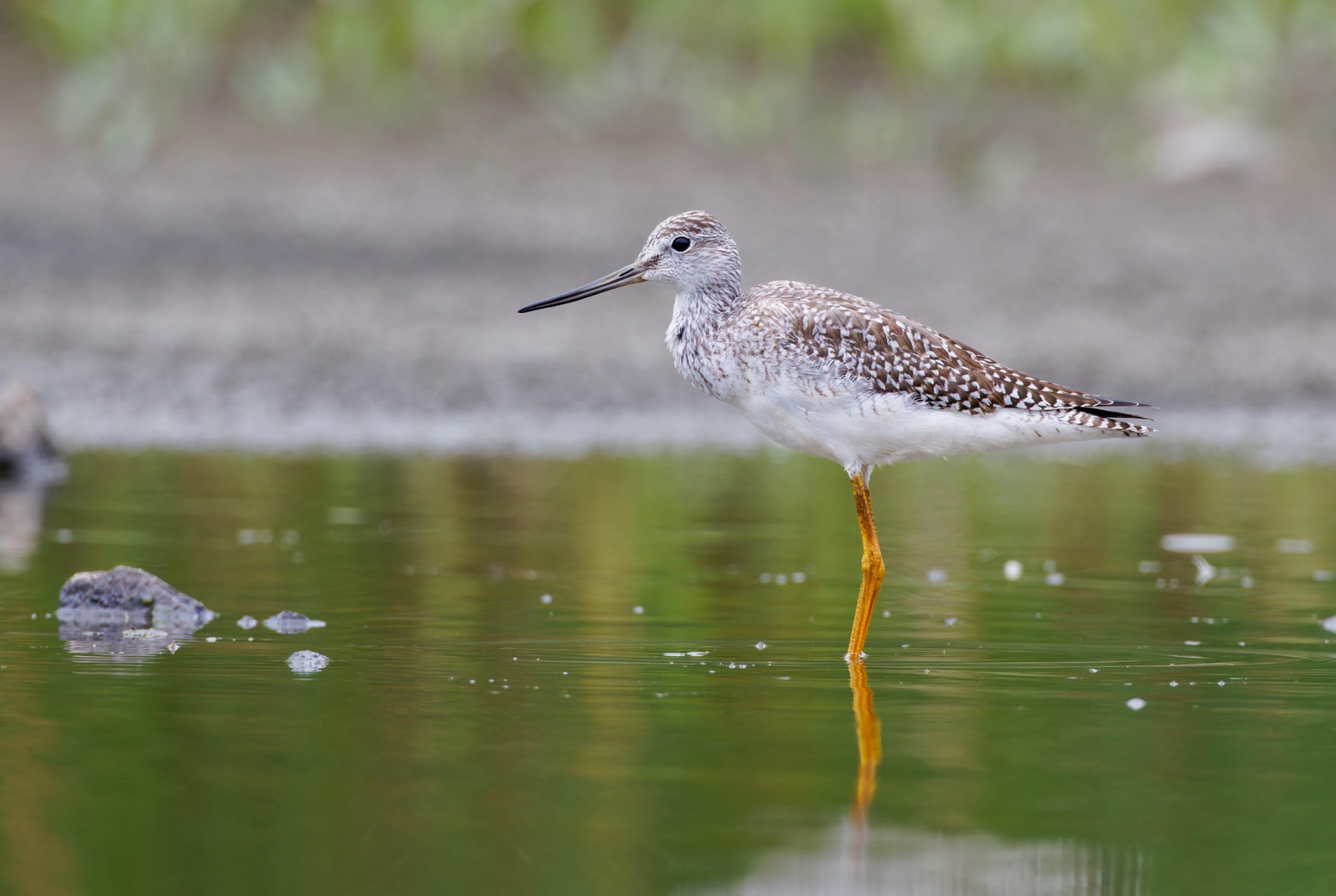 Greater Yellowlegs