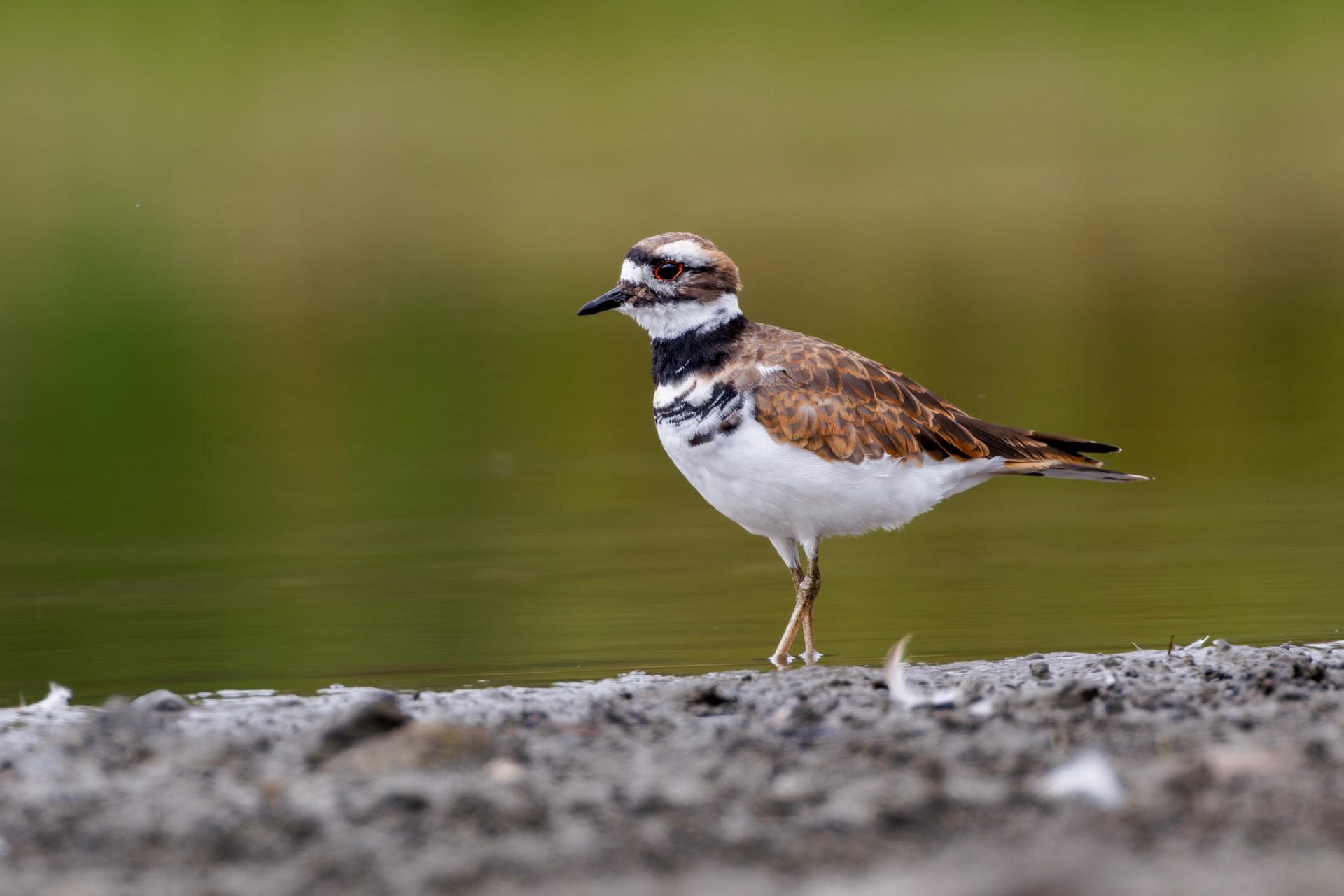 Killdeer