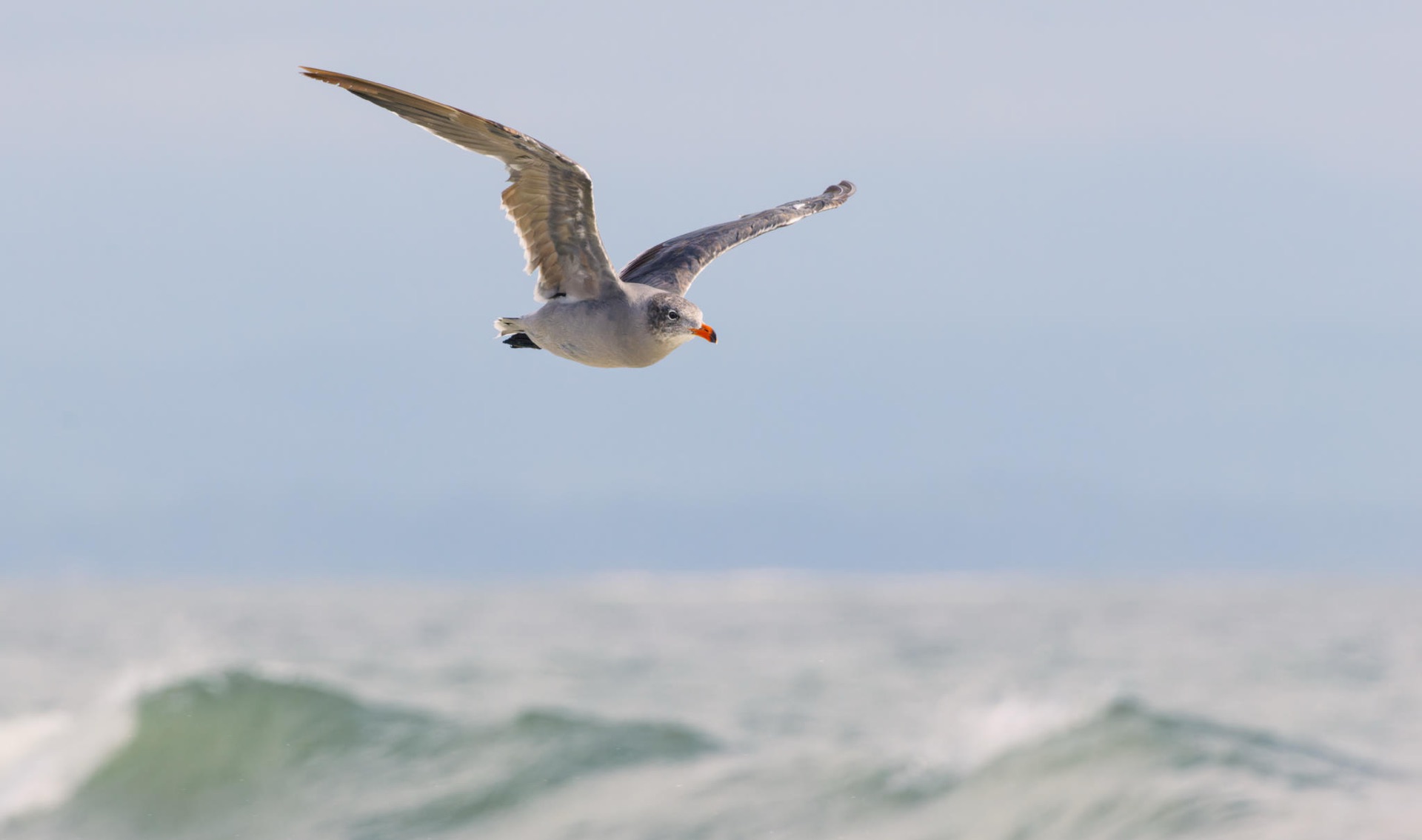 Heerman's Gull