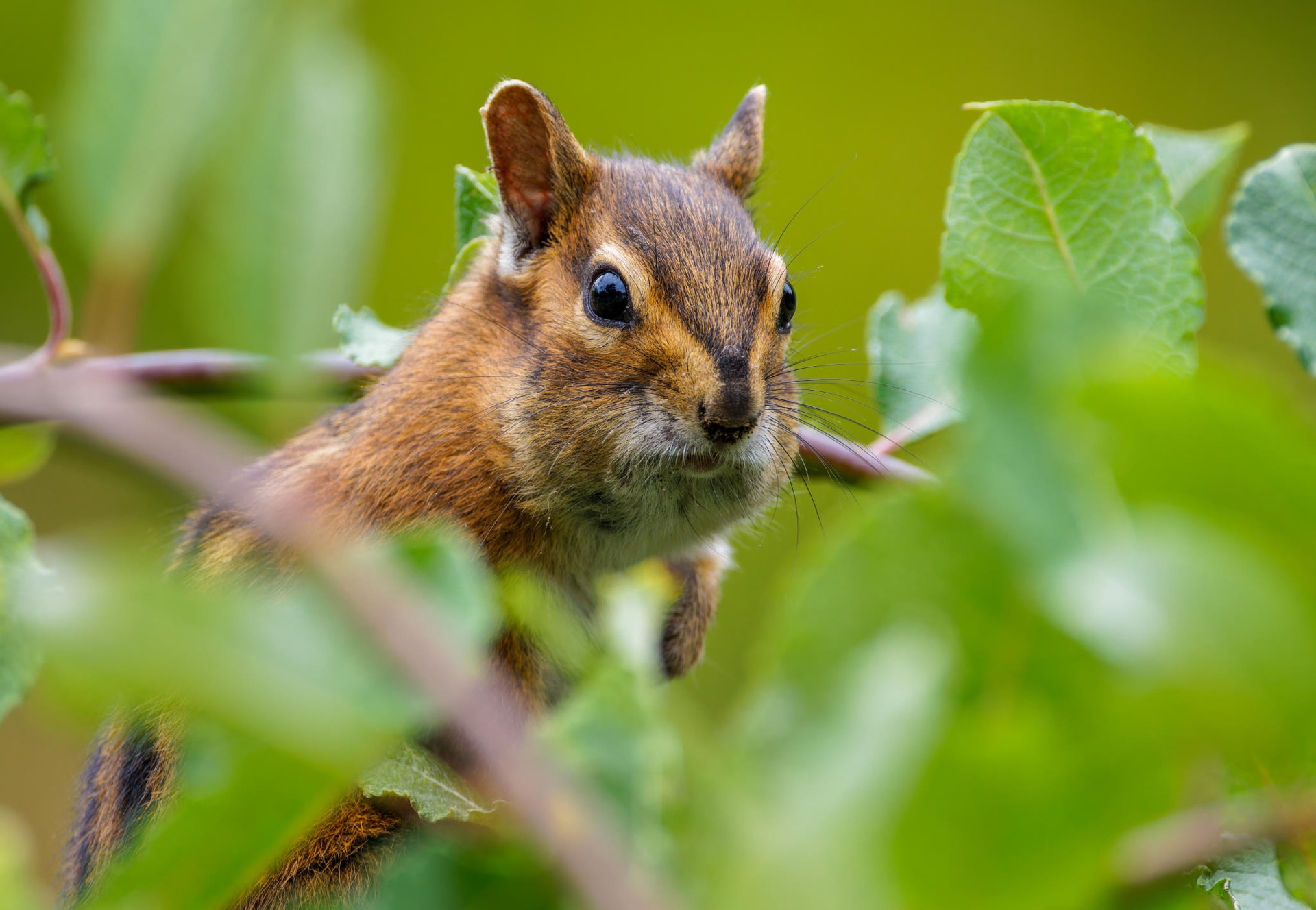 Townsend's Chipmunk
