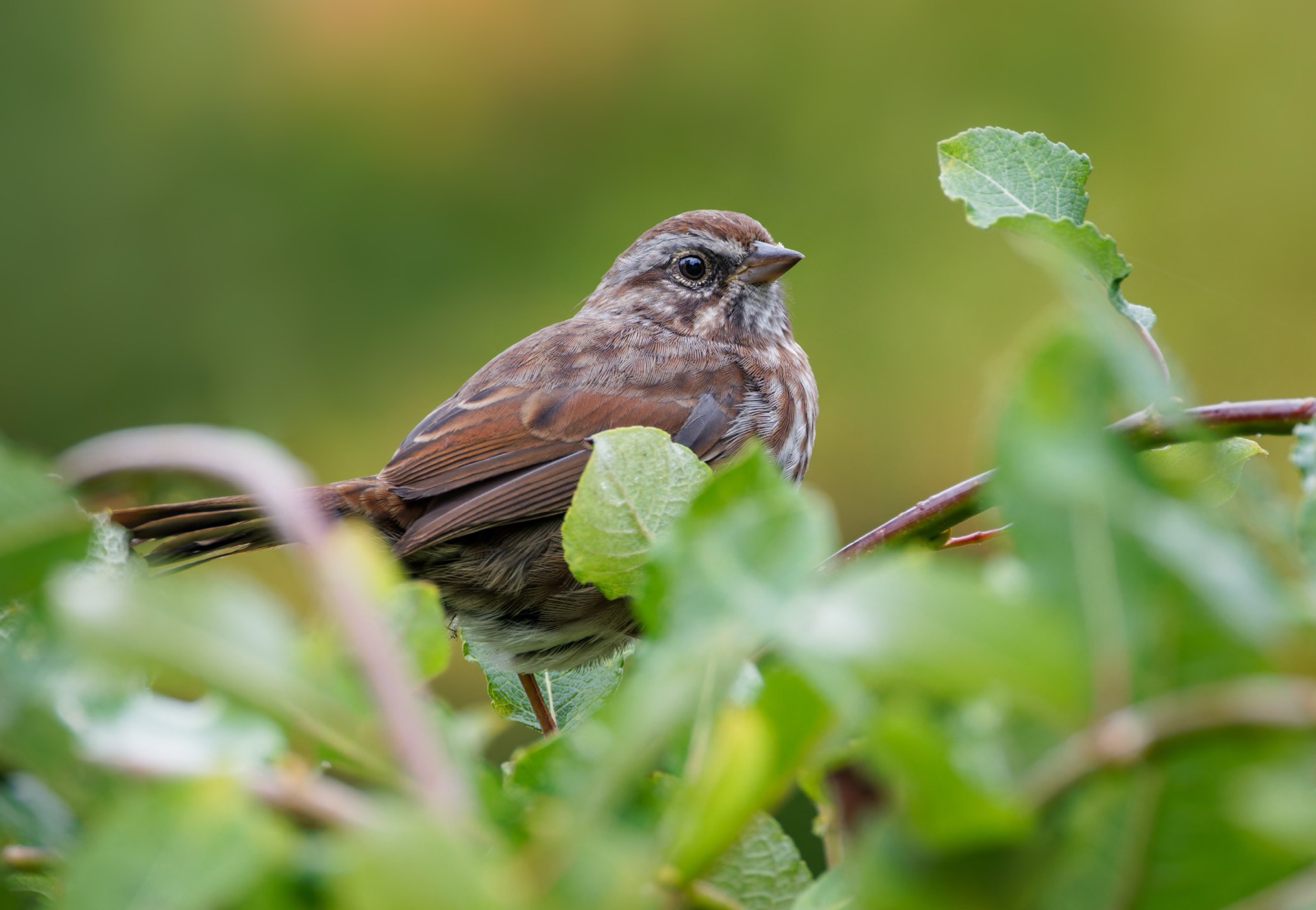 Song Sparrow
