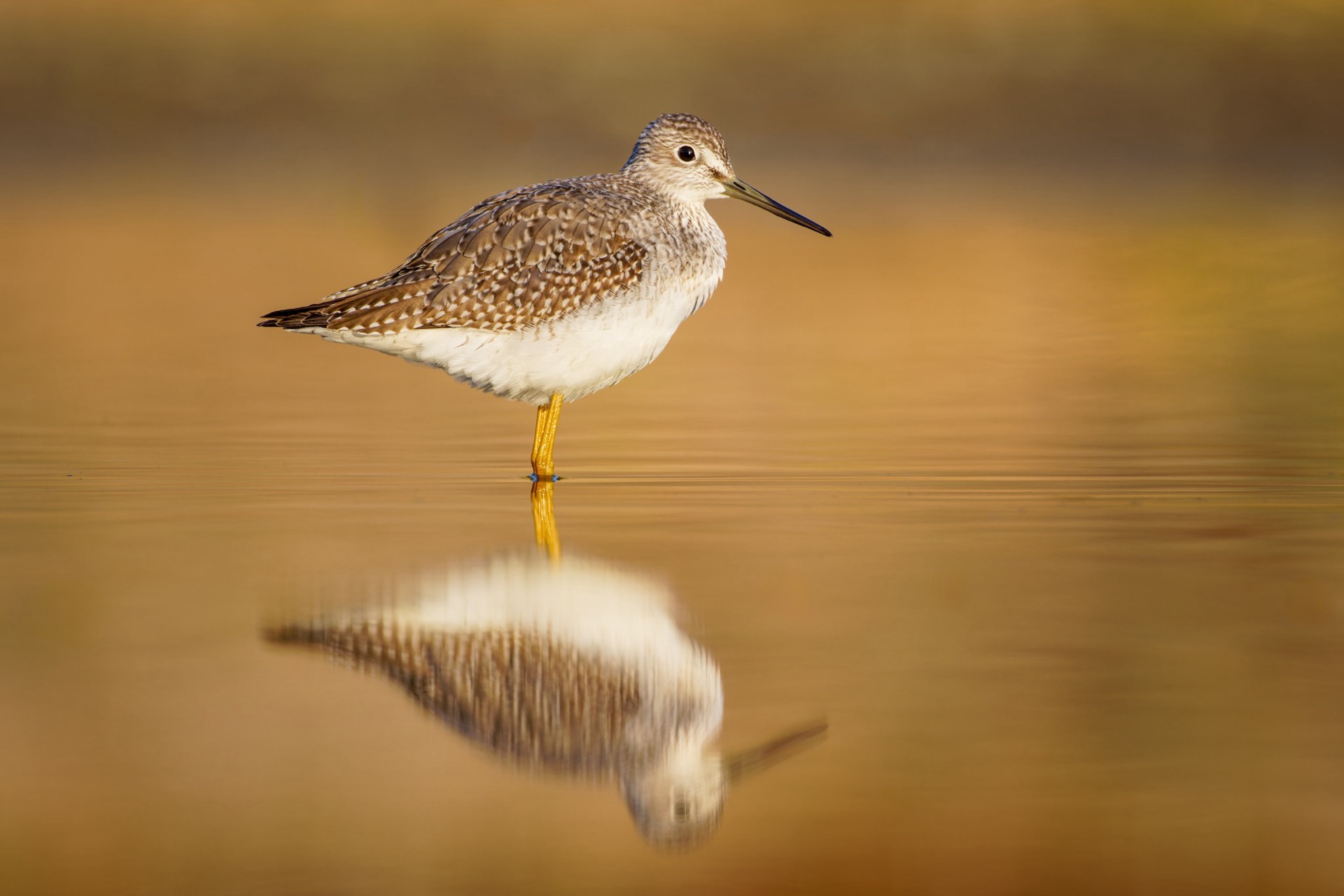 Greater Yellowlegs