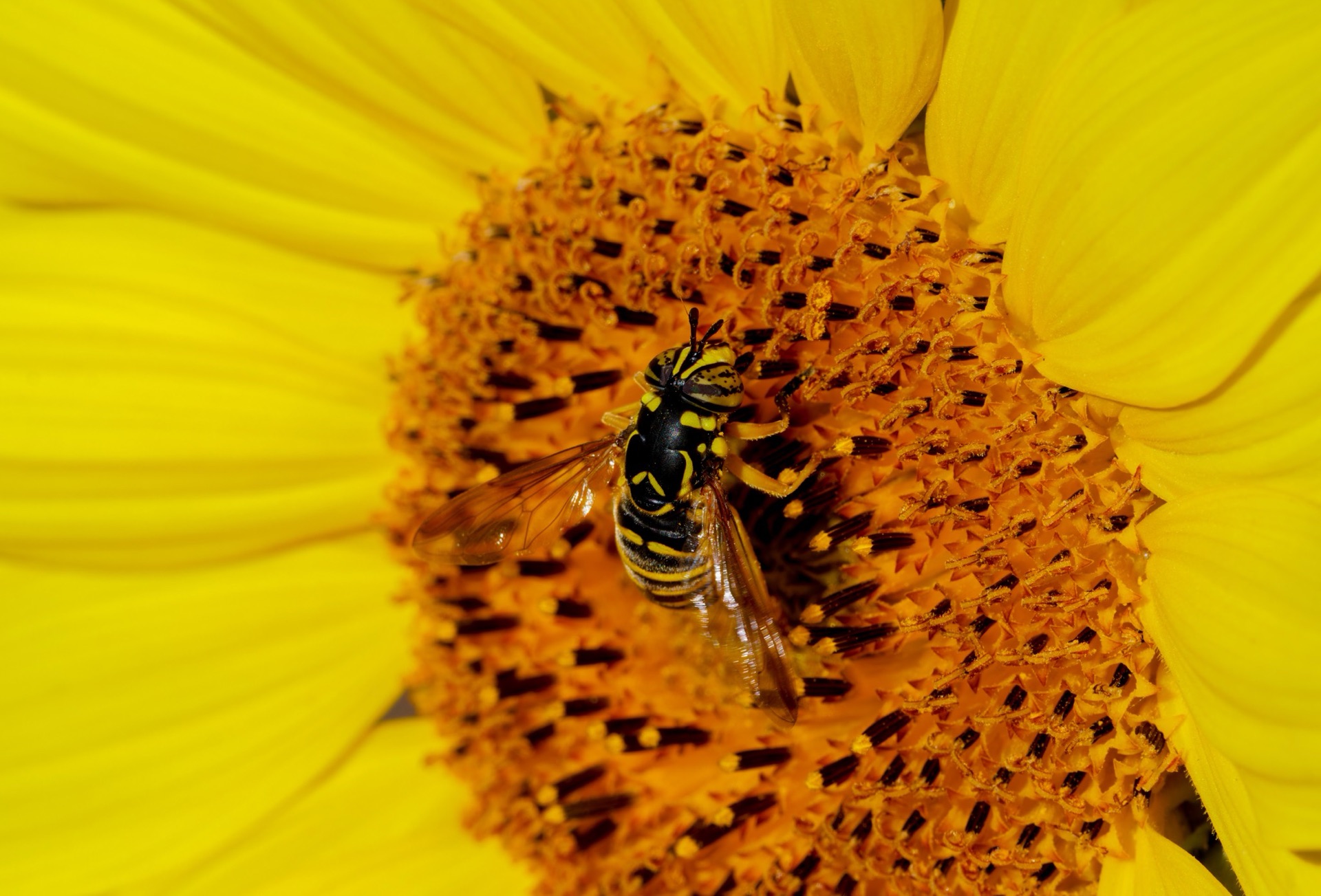 Hoverfly