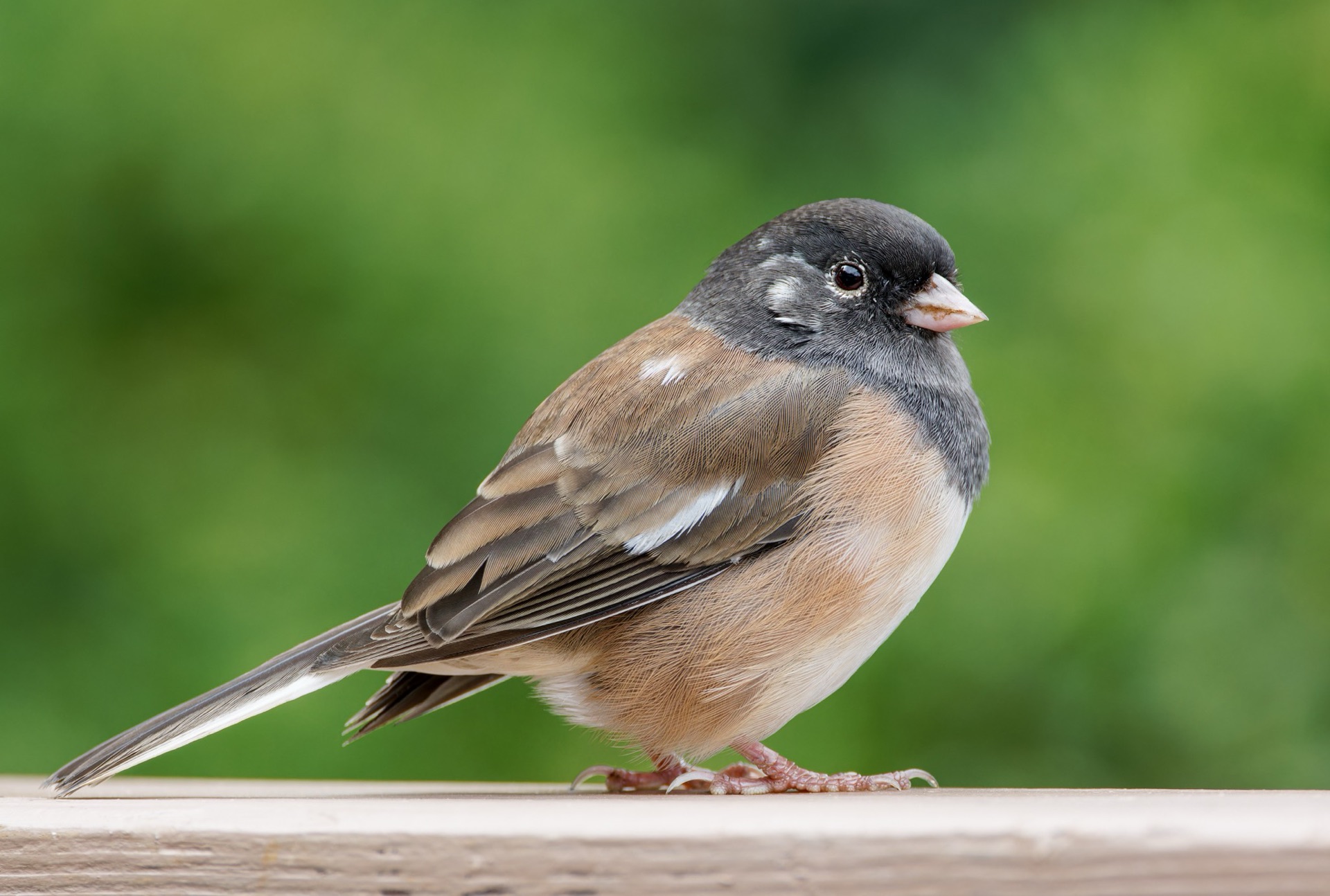 Dark-eyed Junco