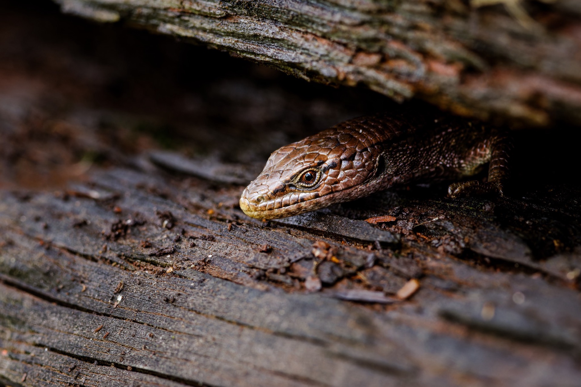 Northern Alligator Lizard