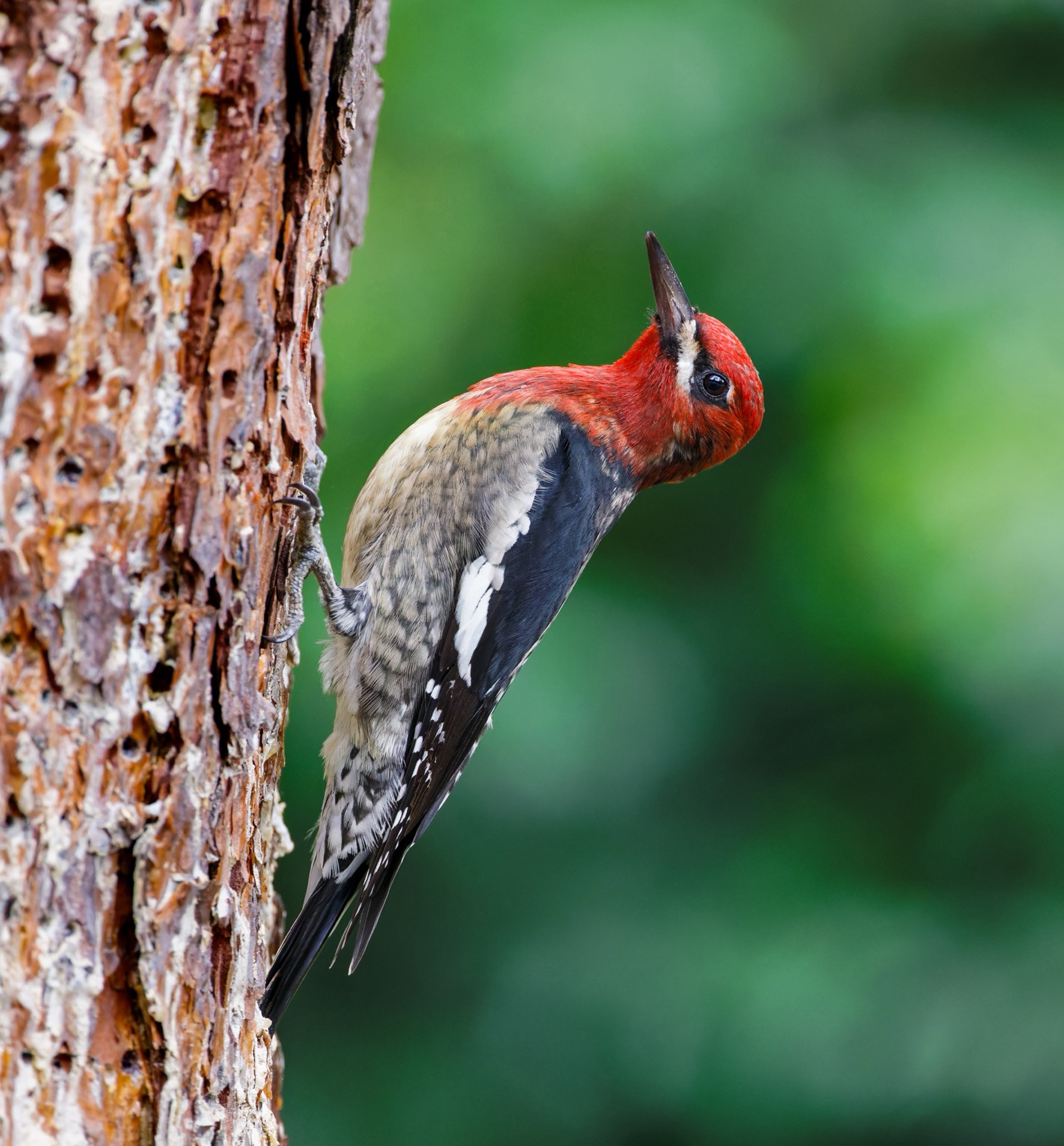 Red-breasted Sapsucker