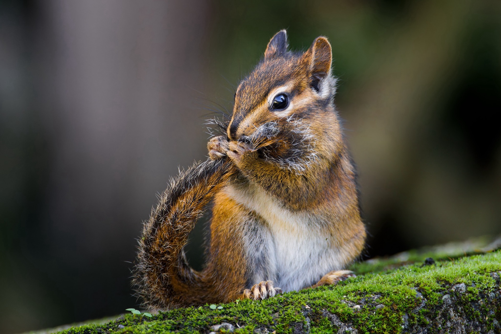 Townsend's Chipmunk