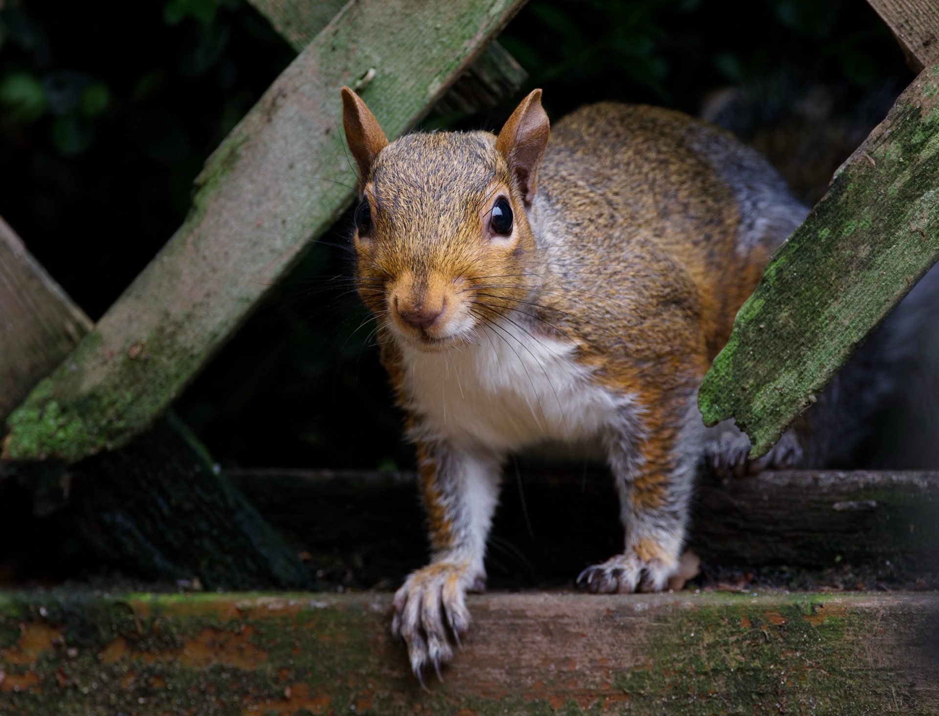 Eastern Gray Squirrel