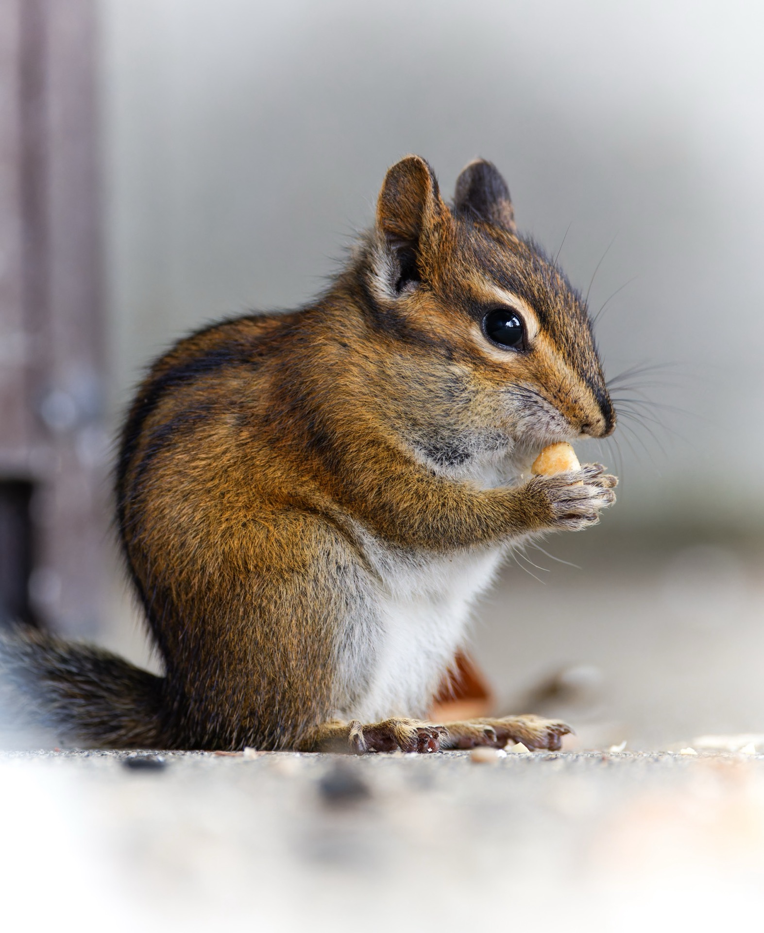Townsend's Chipmunk