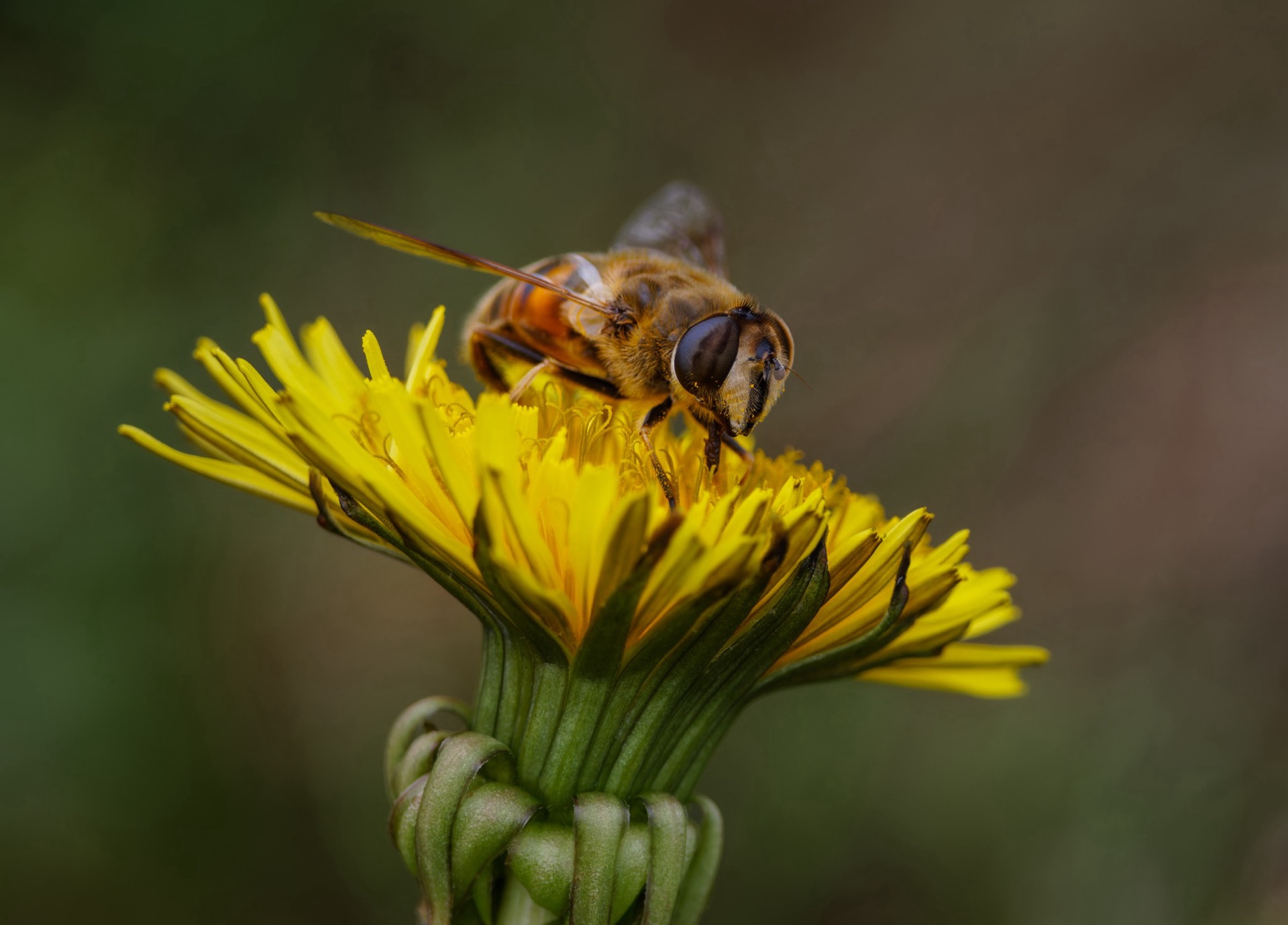Hoverfly