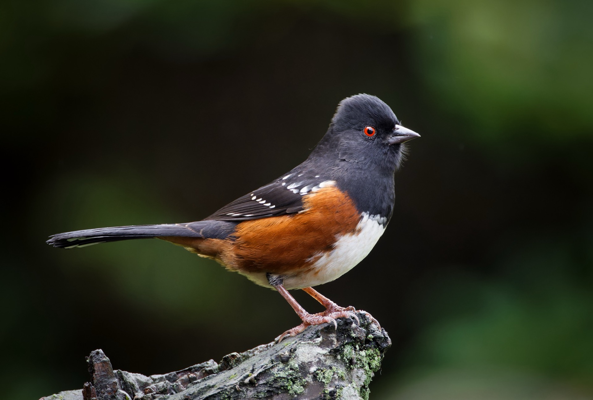 Spotted Towhee