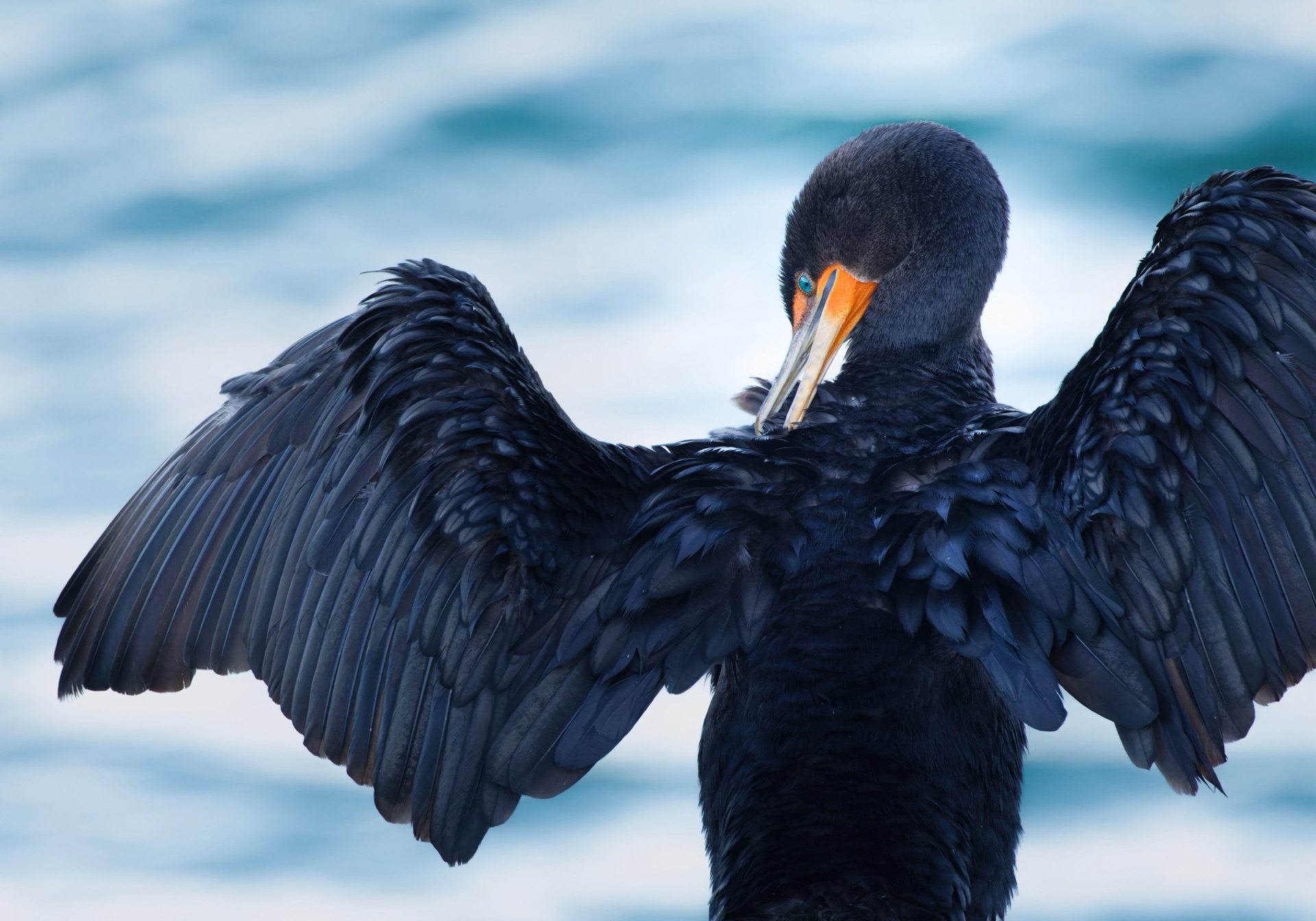 Double-crested Cormorant