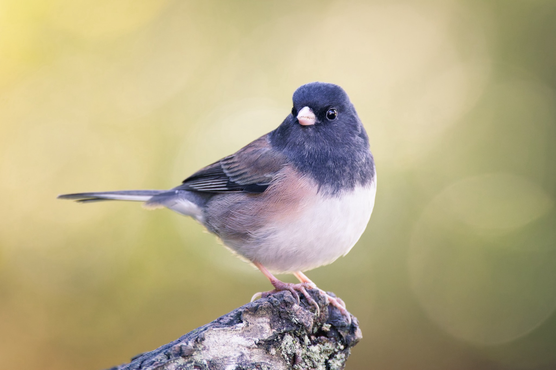Dark-eyed Junco
