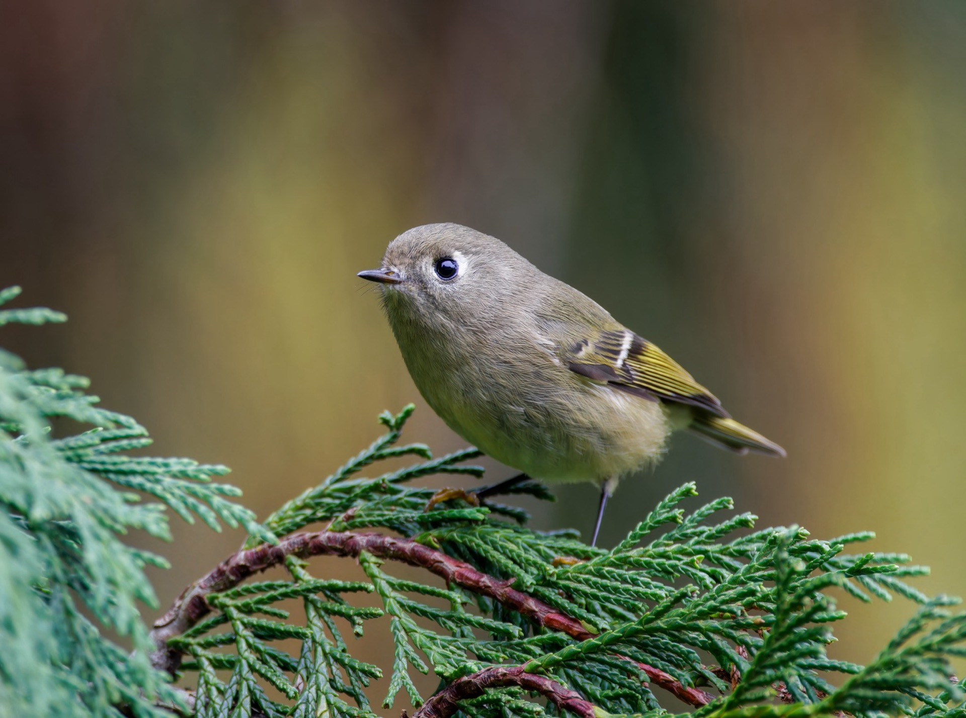 Ruby-crowned Kinglet