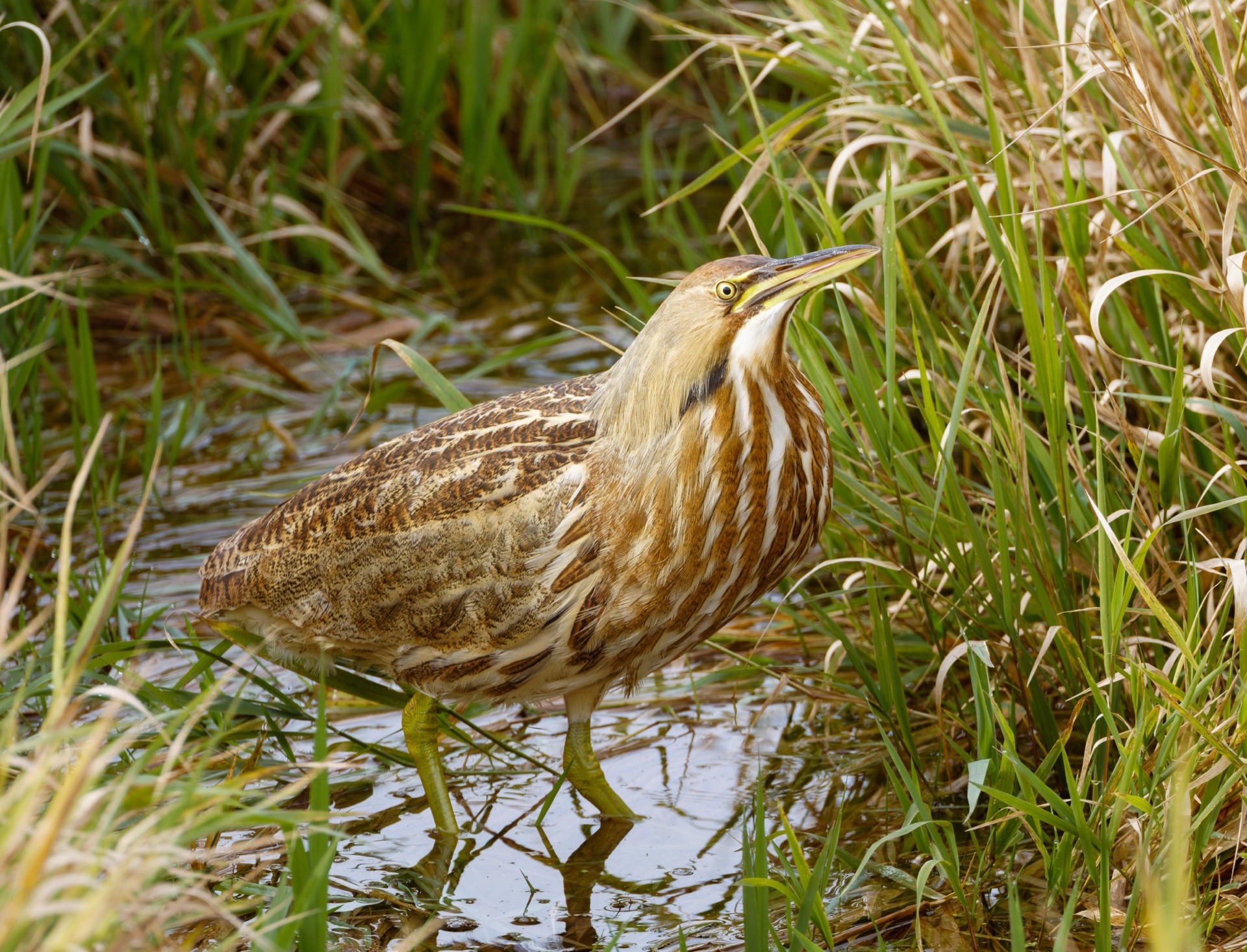 American Bittern