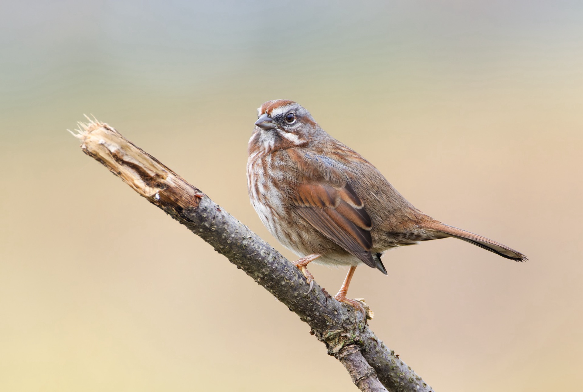 Song Sparrow