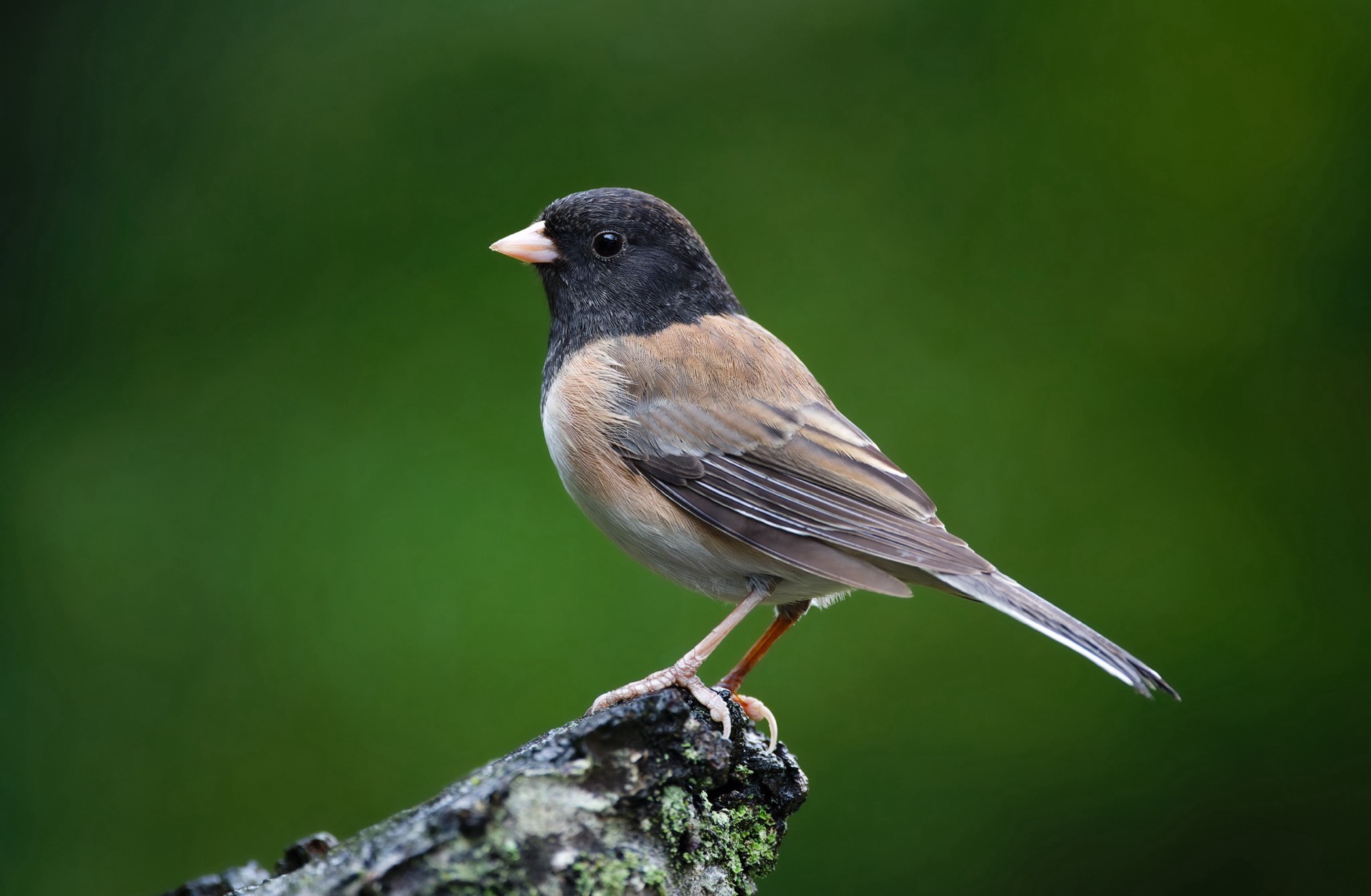 Dark-eyed Junco
