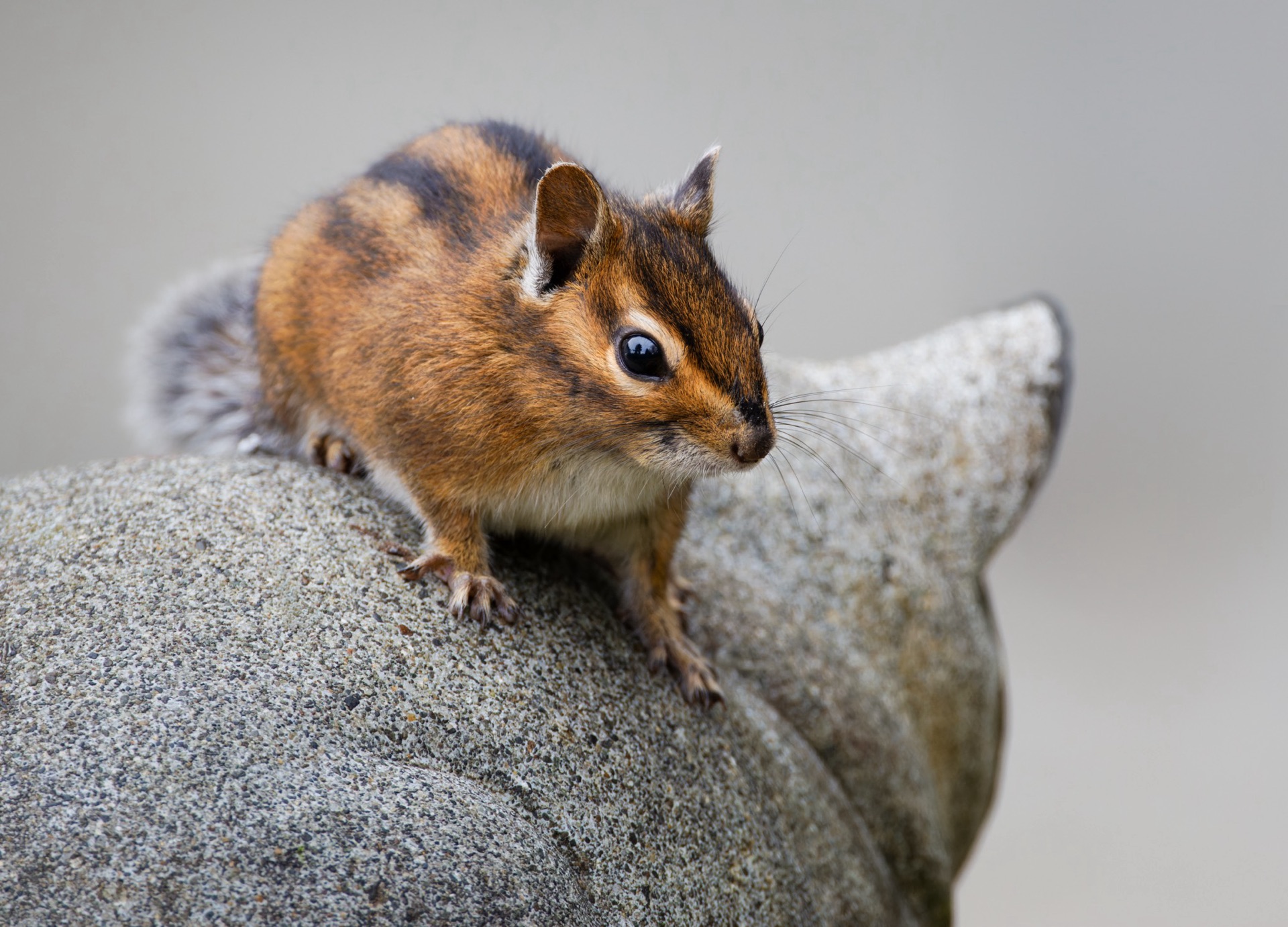 Townsend's Chipmunk