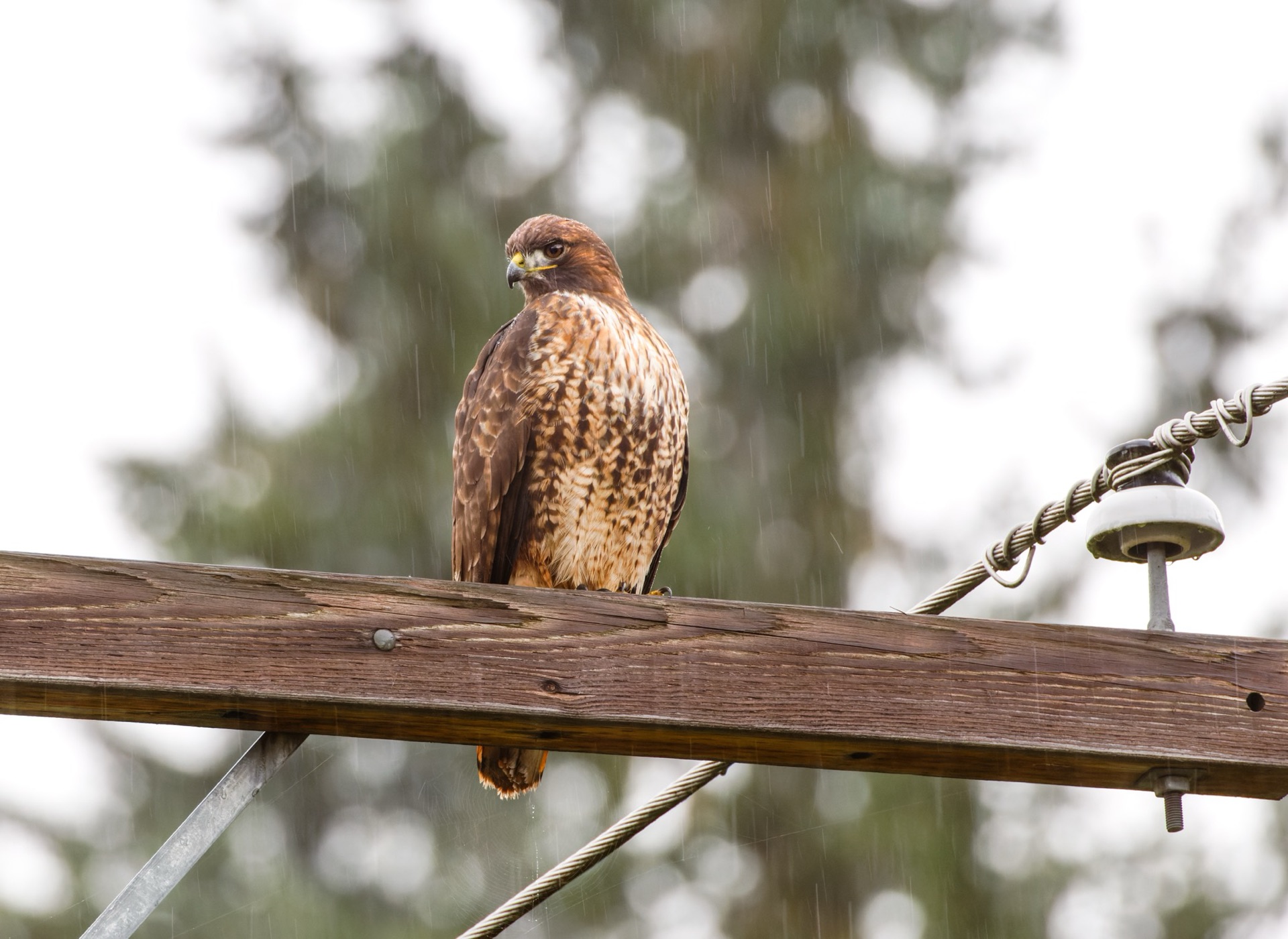 Red-tailed Hawk